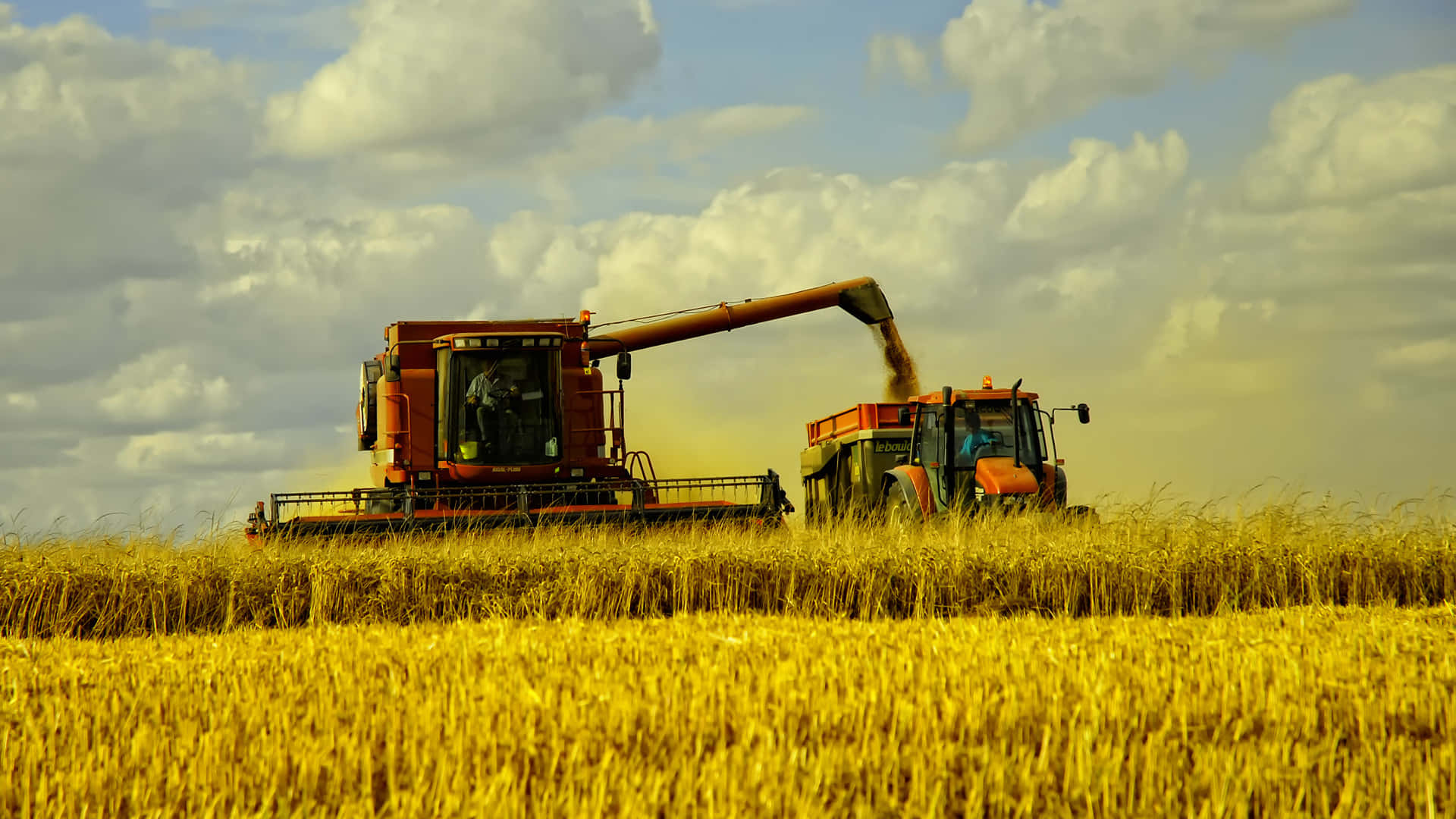 wheat harvest, red combine harvester, golden wheat, Full HD Desktop Wallpaper
