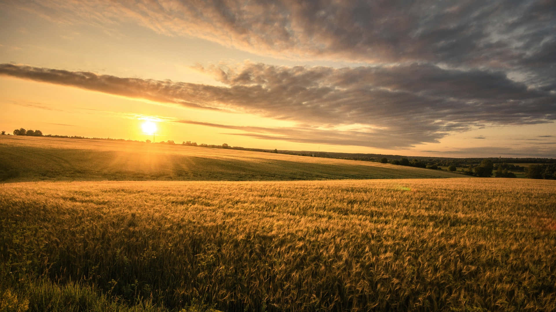 golden wheat field, sunrise, dramatic sunset sky, Full HD Desktop Wallpaper