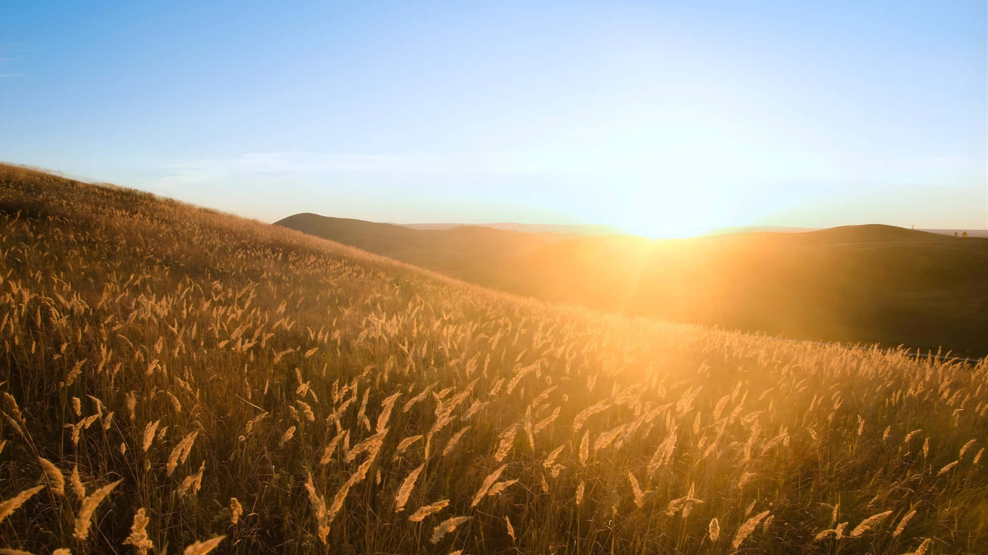 golden wheat field, sunset, sunlit hillside, Full HD Desktop Wallpaper