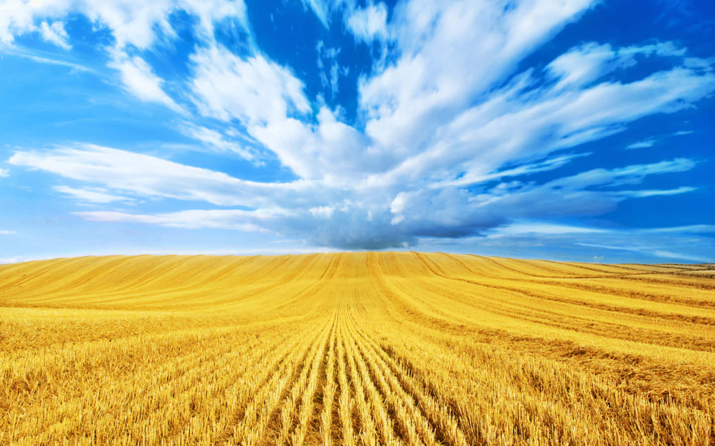Wheat Harvest, golden wheat field, dramatic blue sky, HD Desktop Wallpaper