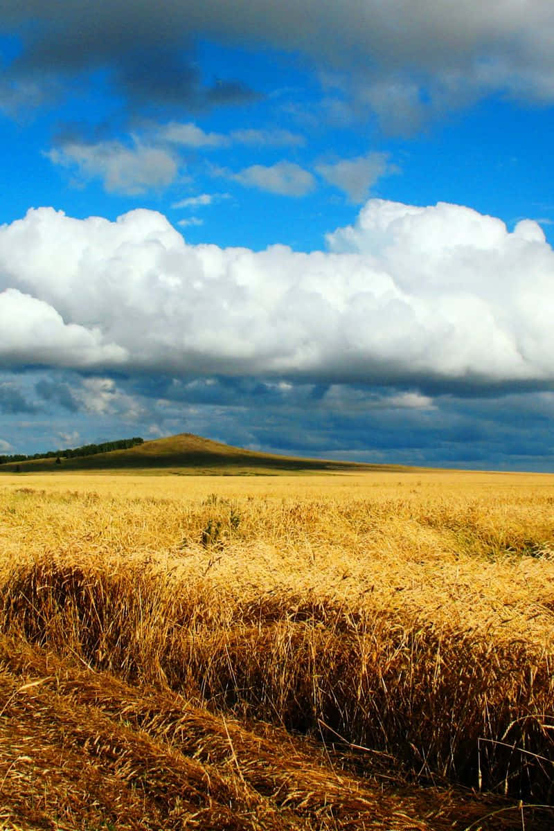 wheat harvest, golden wheat field, vast blue sky, SD Phone Wallpaper
