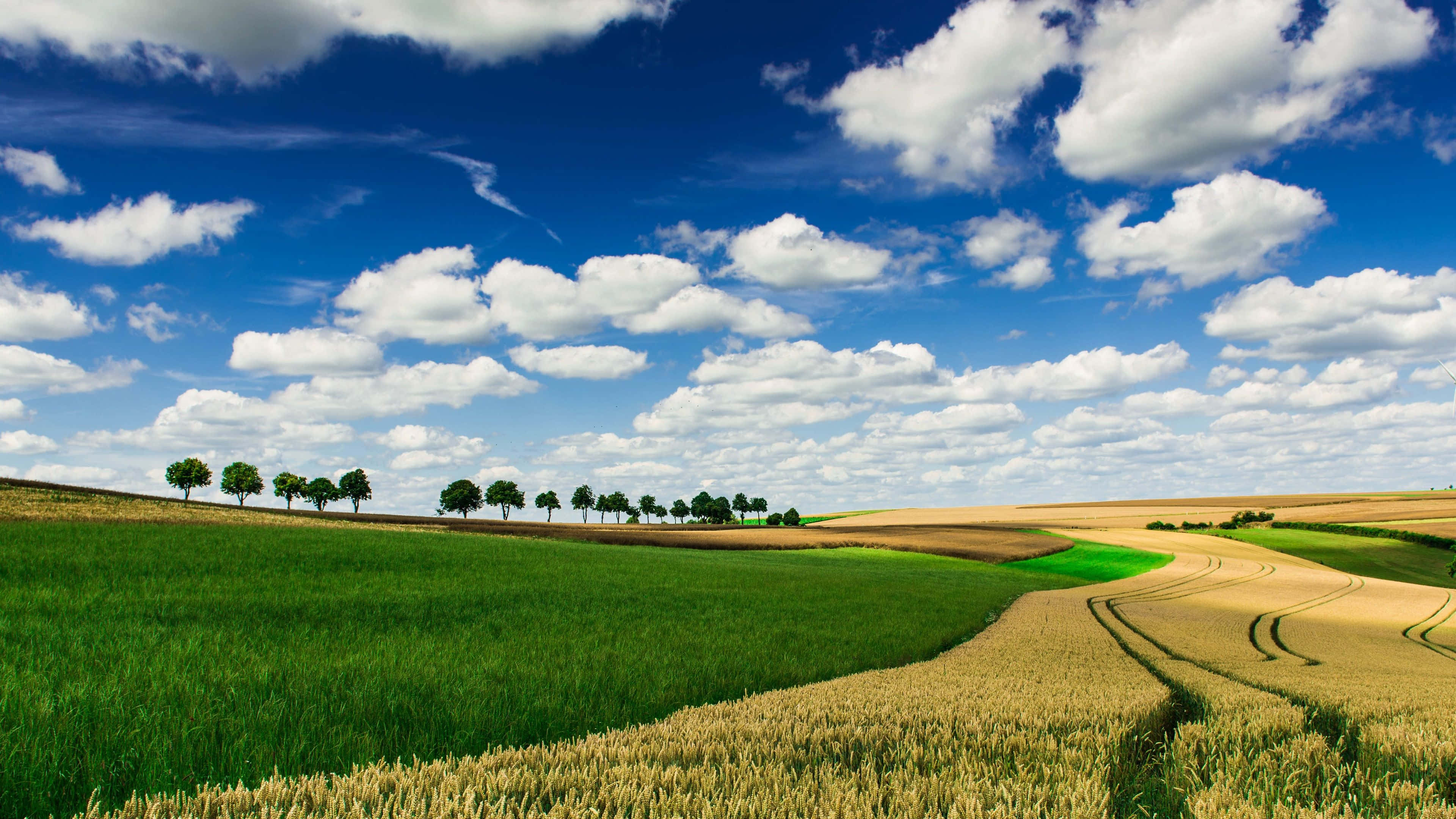 field of wheat, green and golden wheat, bright blue sky, 4K Desktop Wallpaper