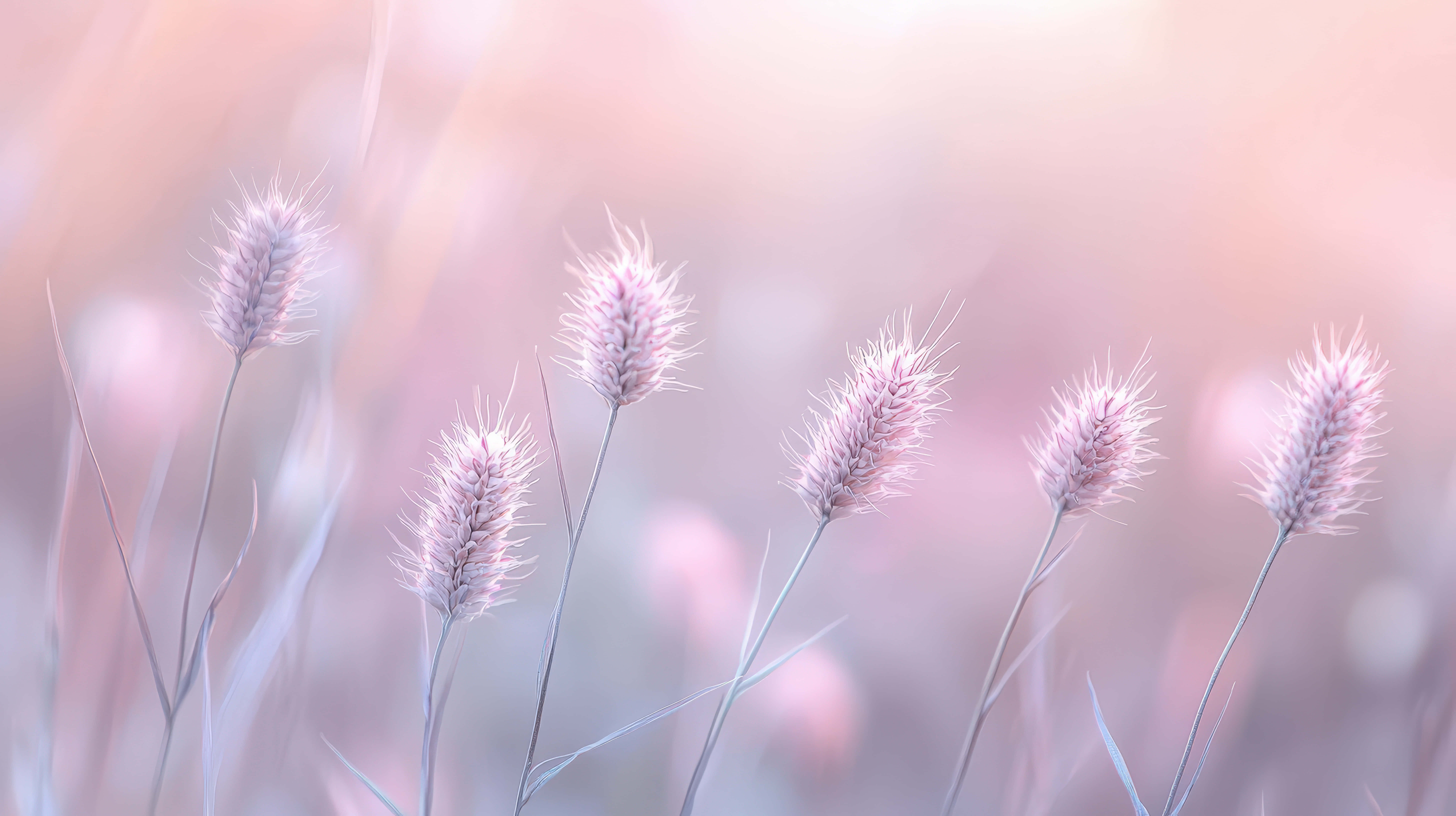 pastel colored wheat field, soft sunlight, soft pink, 8K Desktop Wallpaper