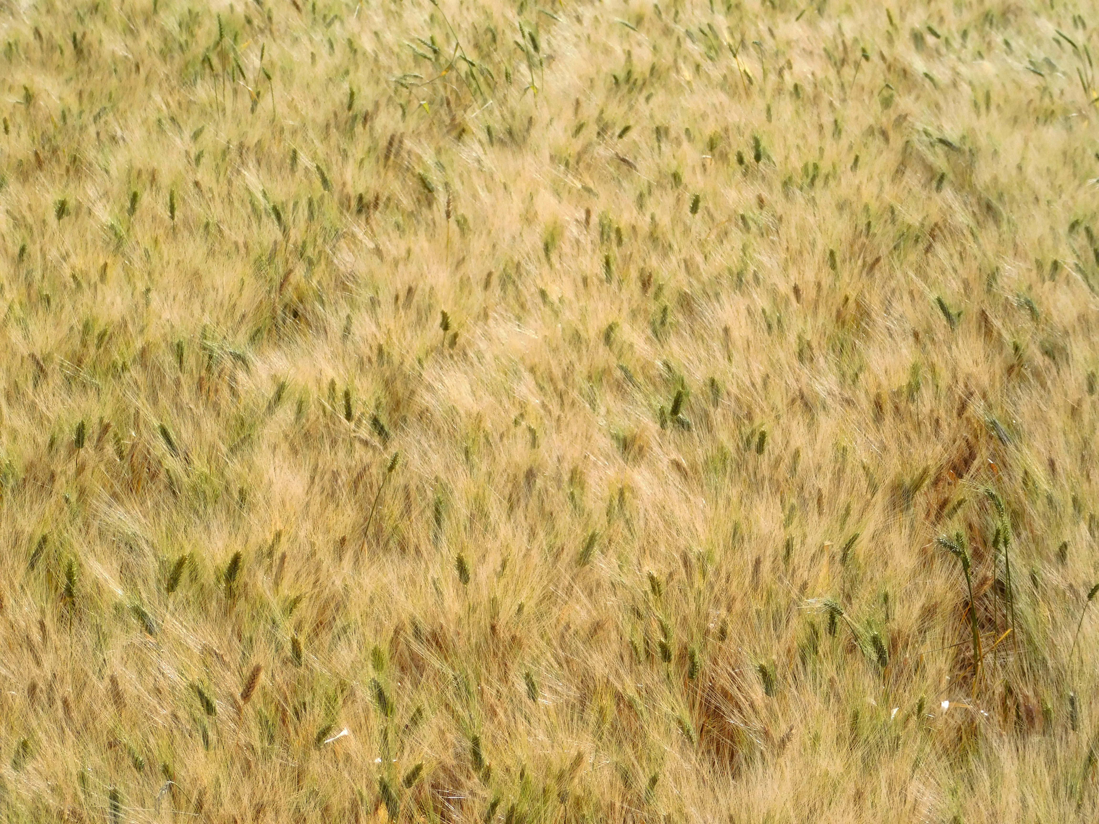 wheat field, golden wheat field, green stalks, 4K Desktop Wallpaper