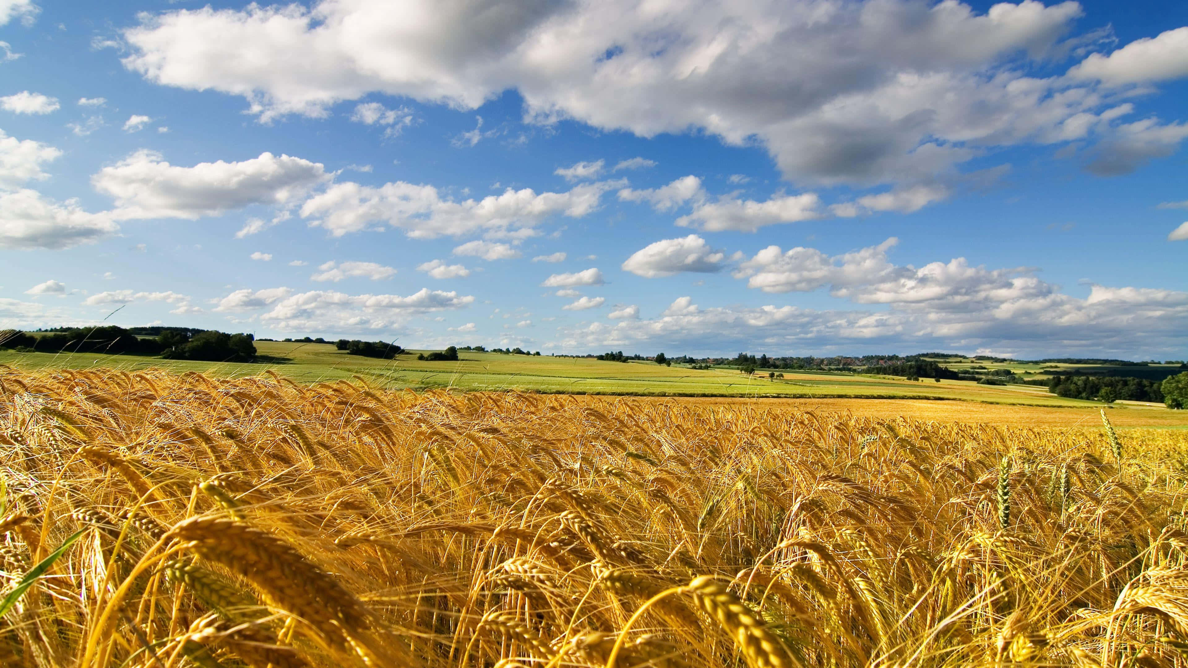 golden wheat field, blue sky, fluffy white clouds, 4K Desktop Wallpaper