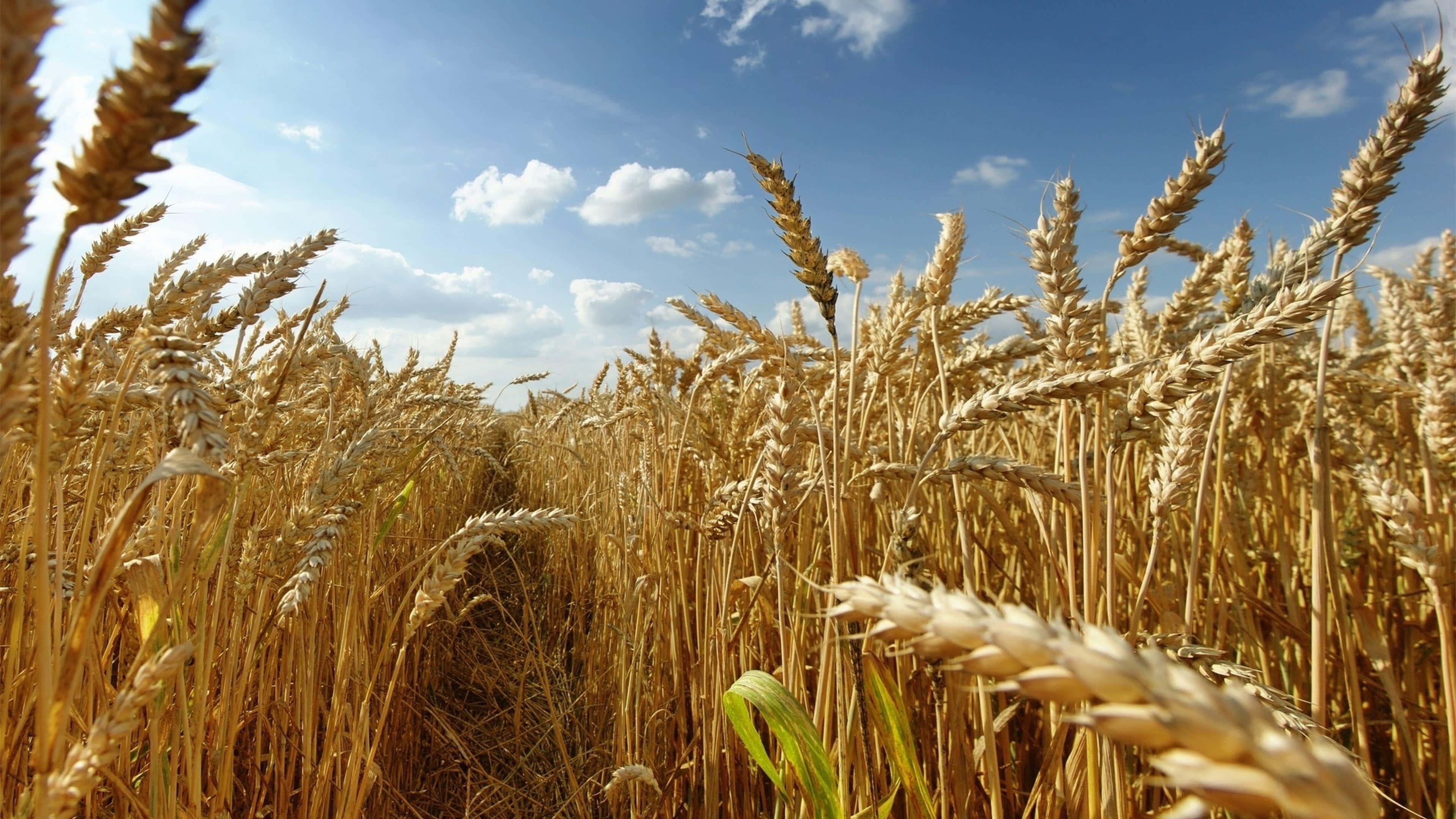 golden wheat field, blue sky, white clouds, 4K Desktop Wallpaper