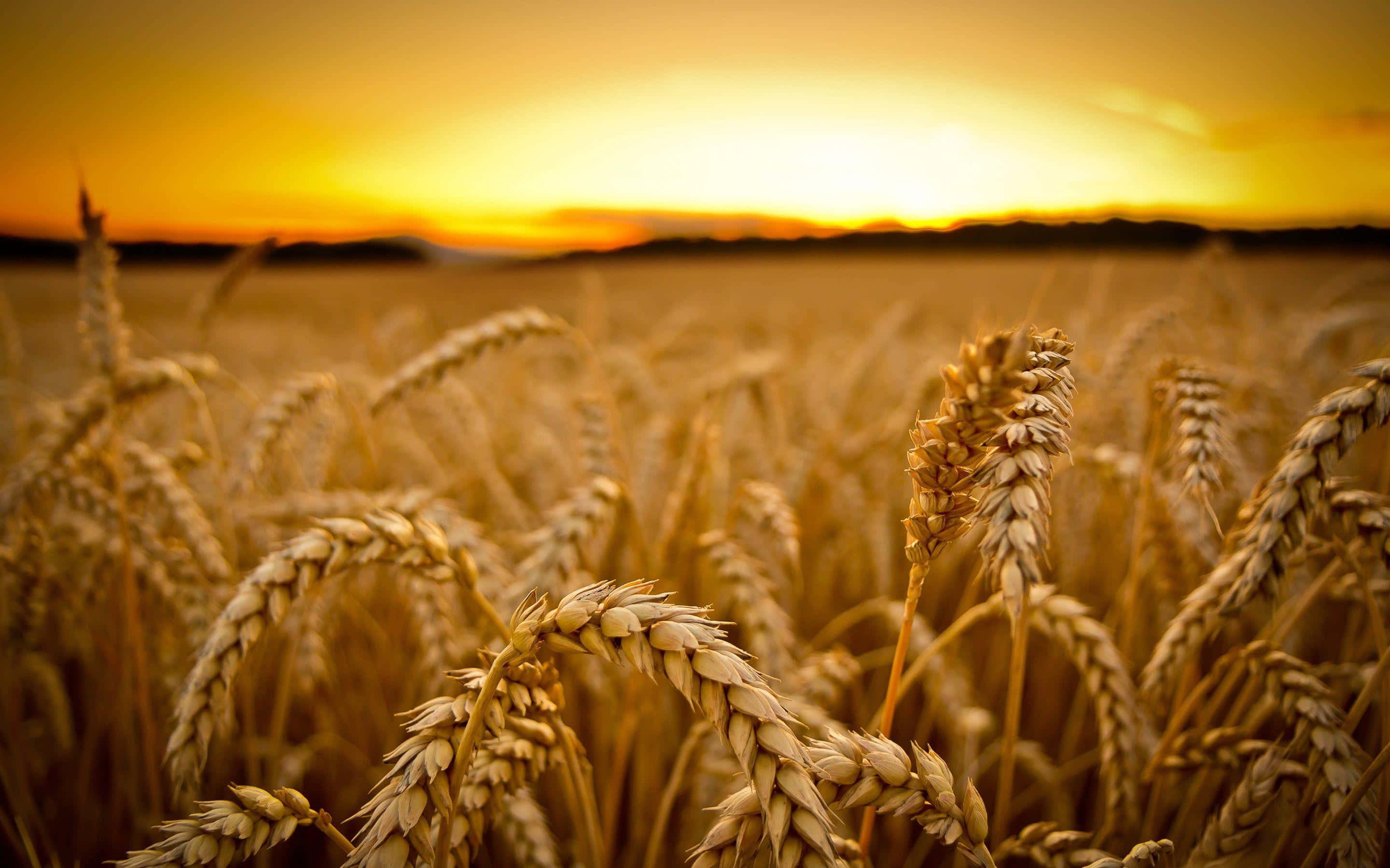 golden wheat field, sunset, warm sunset sky, 2K Desktop Wallpaper