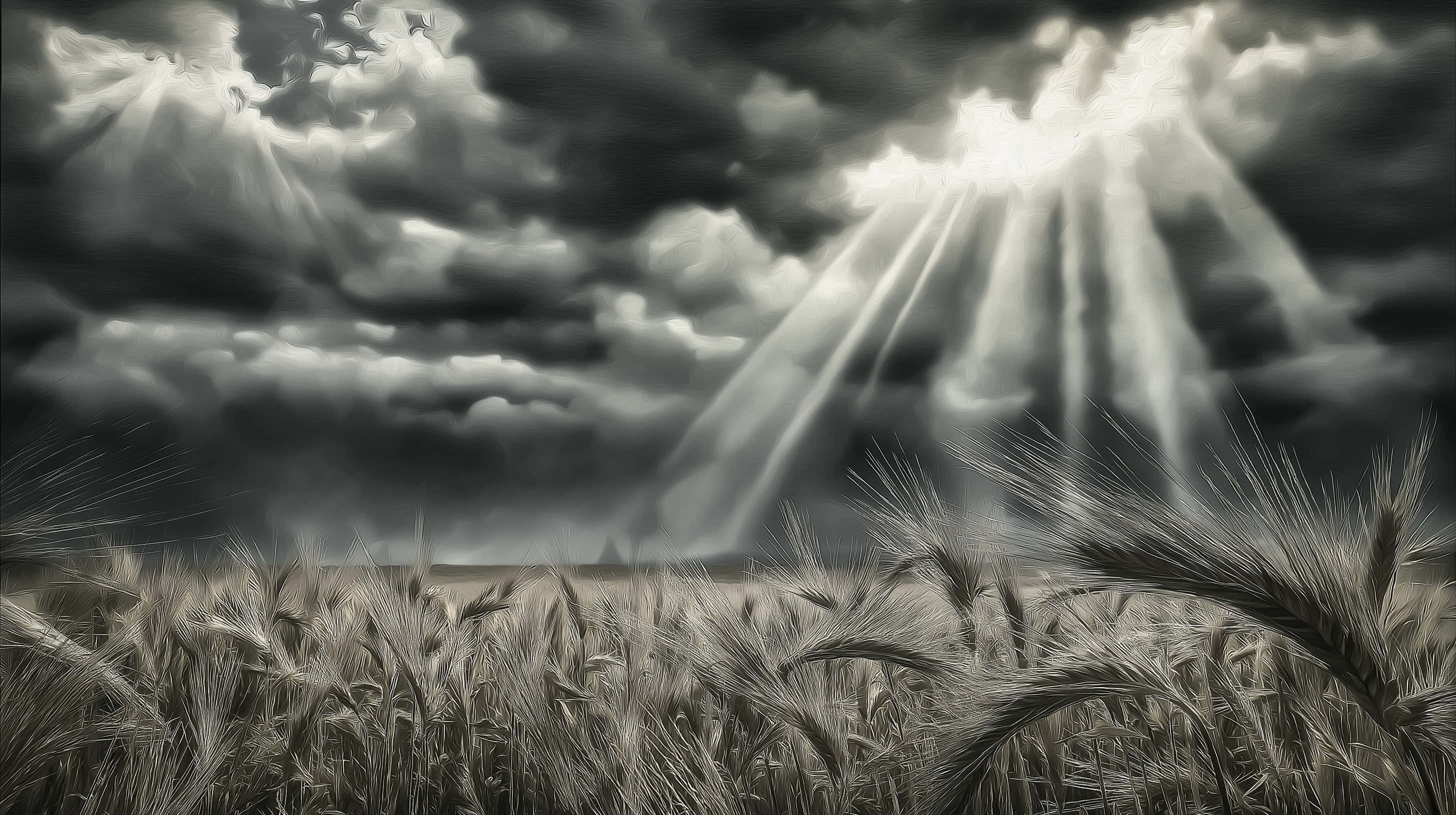 wheat field, sunrays, stormy sky, 2K Desktop Wallpaper