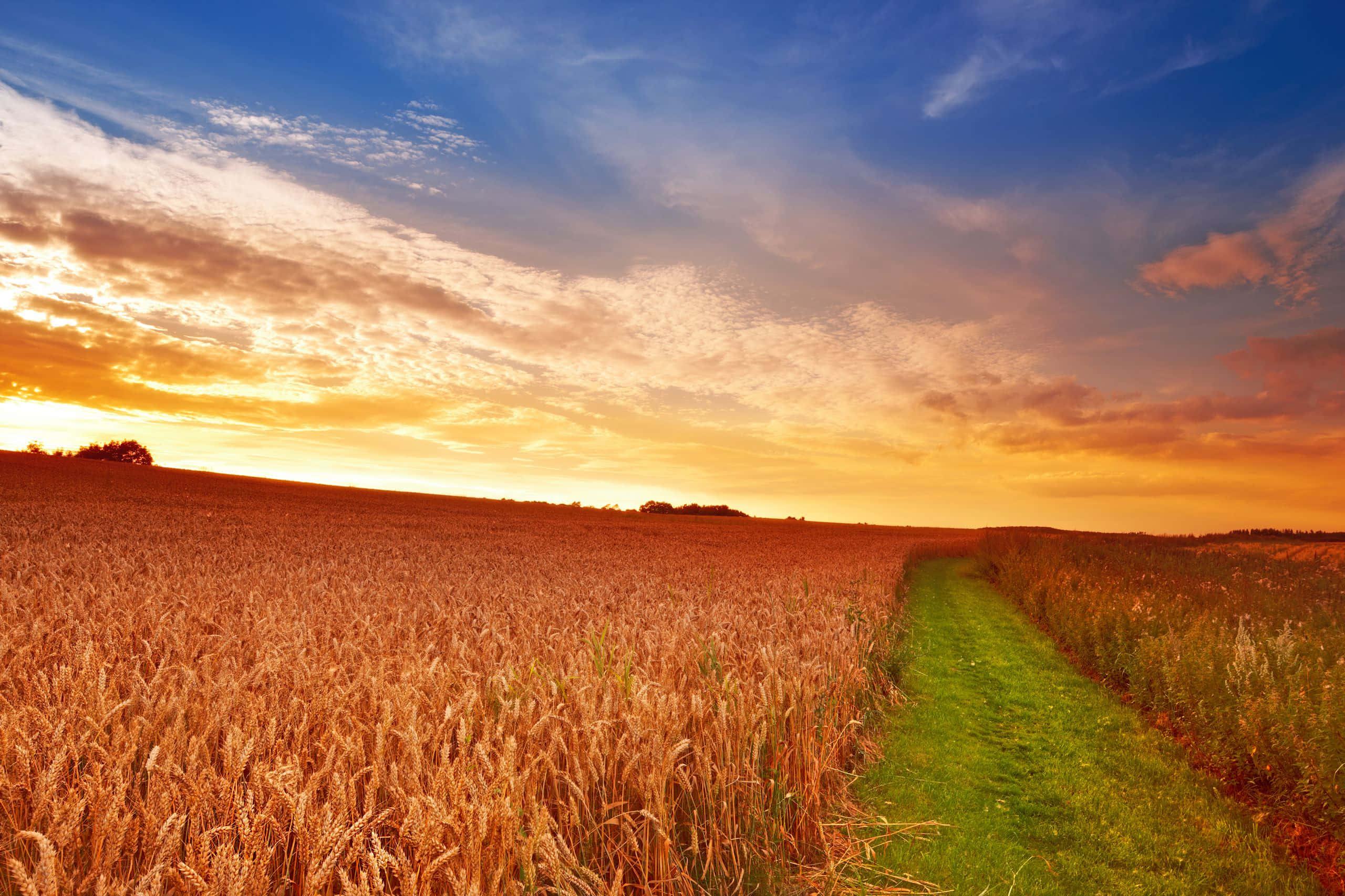 golden wheat field, sunset sky, orange clouds, 2K Desktop Wallpaper