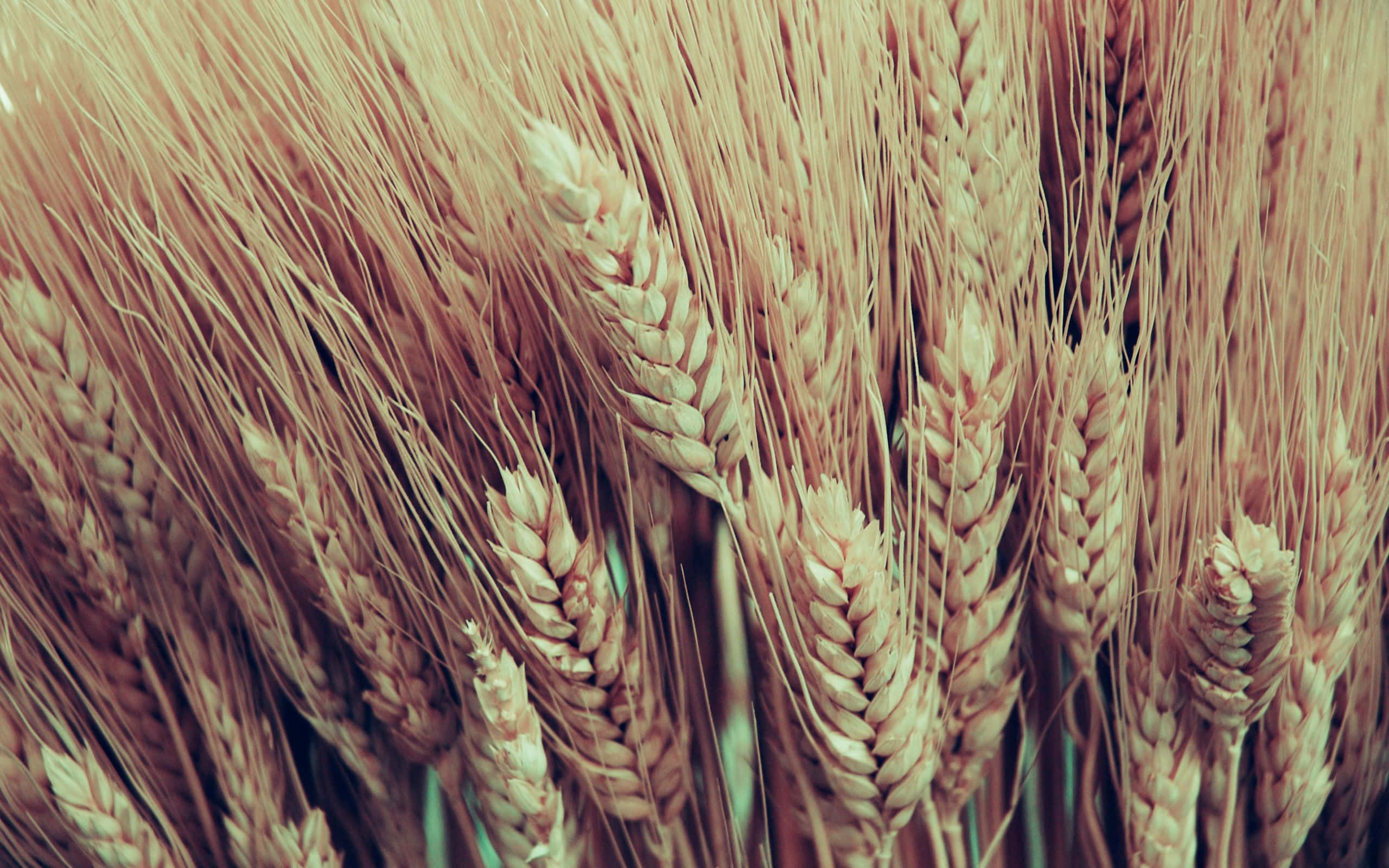 golden wheat field, sunlit field, warm amber tones, 2K Desktop Wallpaper