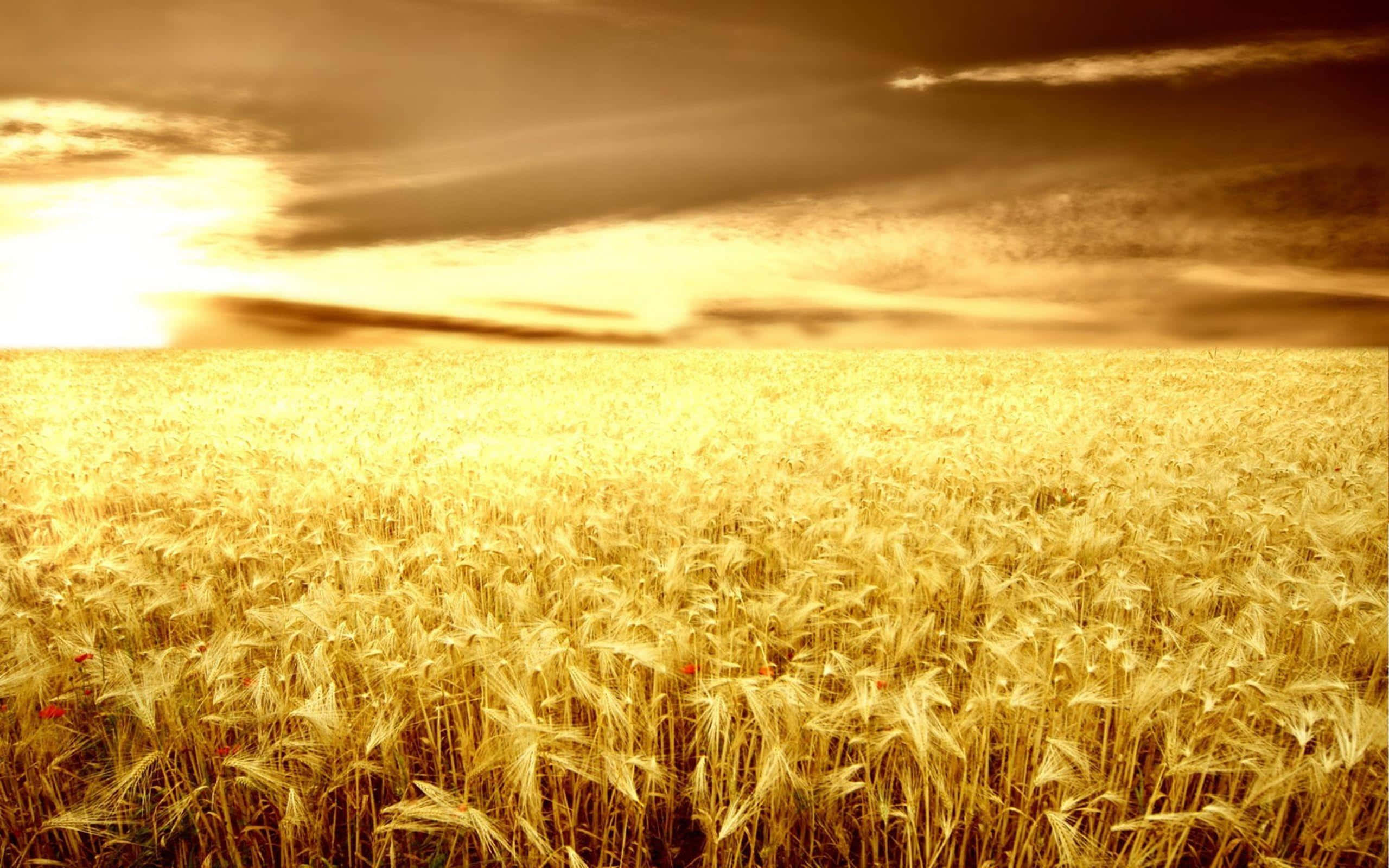 golden wheat field, sunset, warm amber clouds, 2K Desktop Wallpaper