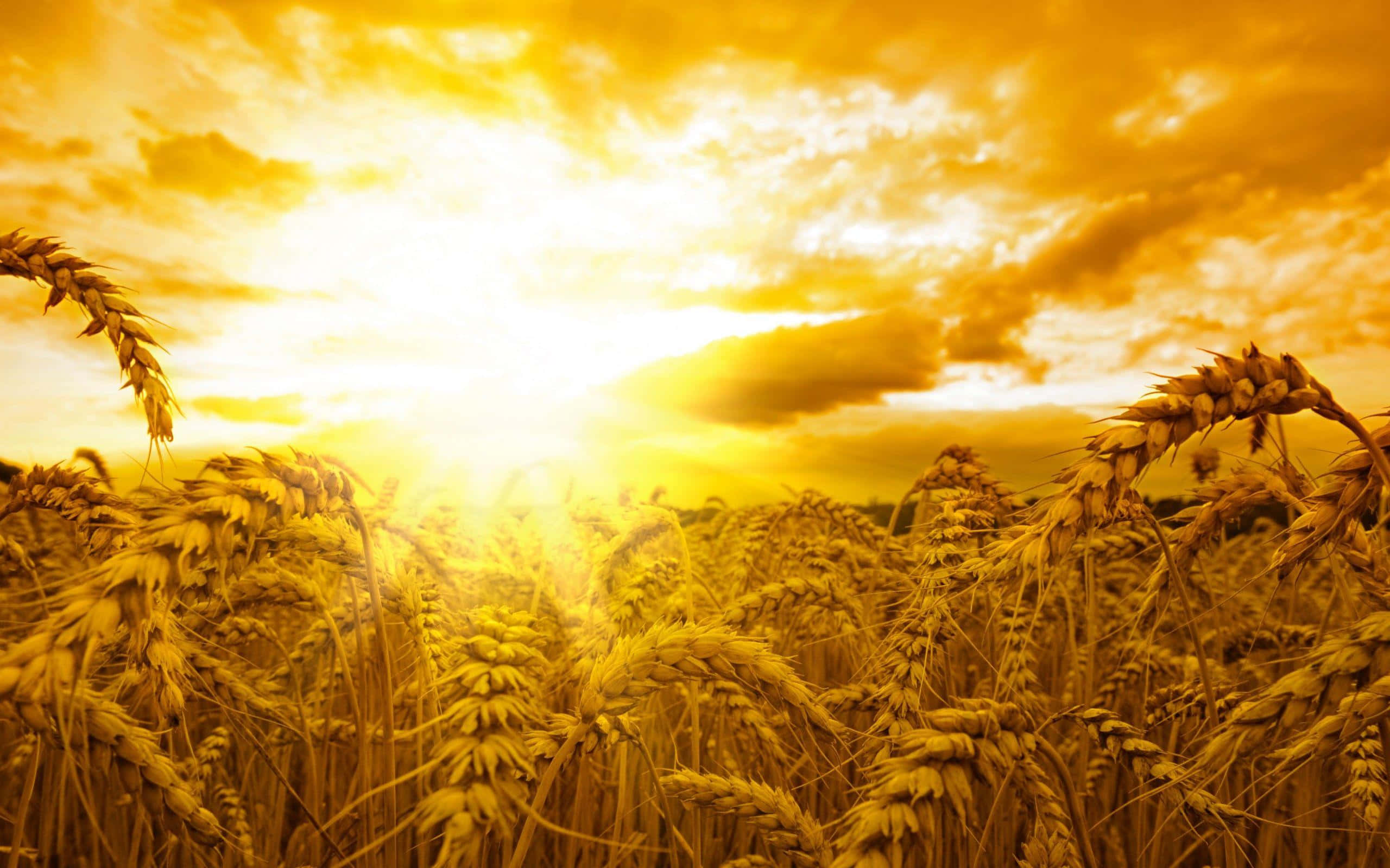 golden wheat field, sunset, glowing clouds, 2K Desktop Wallpaper