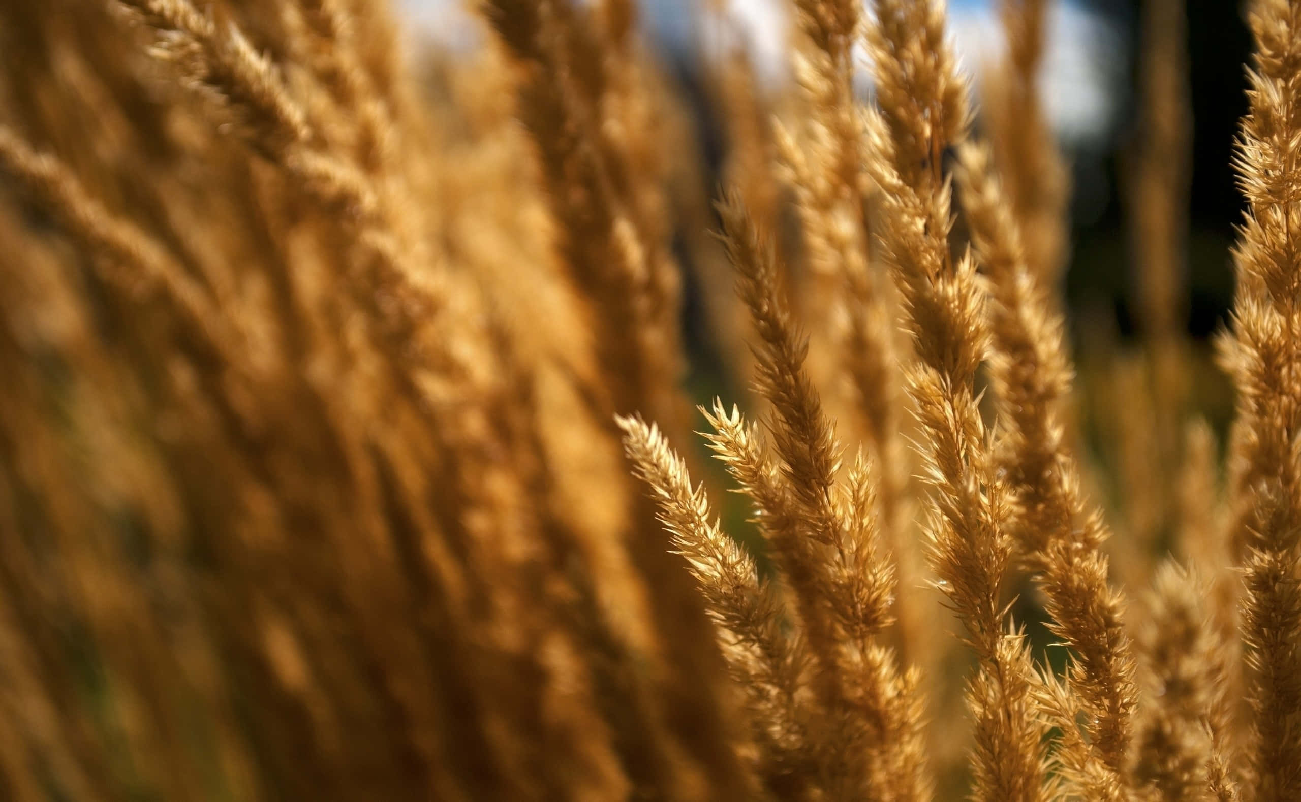 golden wheat field, closeup, warm sunlight, 2K Desktop Wallpaper
