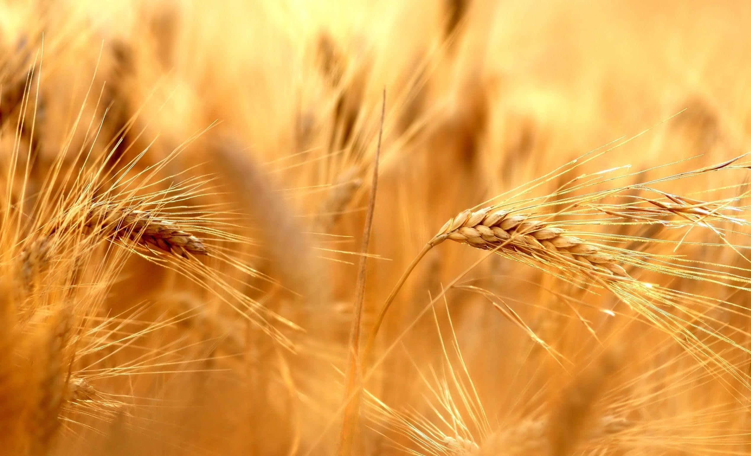golden wheat field, closeup, warm sunlight, Full HD Desktop Wallpaper