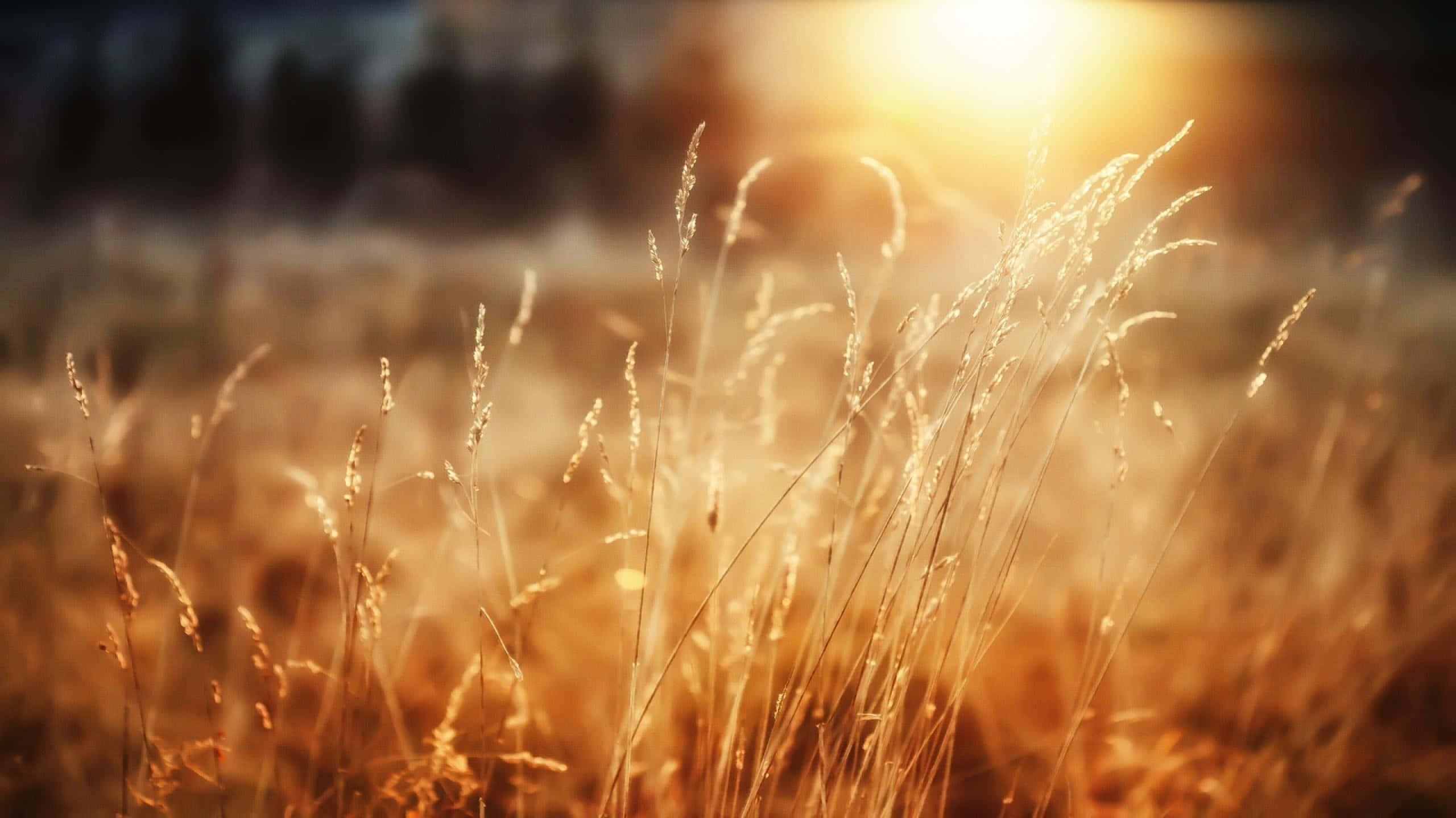 golden wheat field, sunset, warm sunlight, 2K Desktop Wallpaper