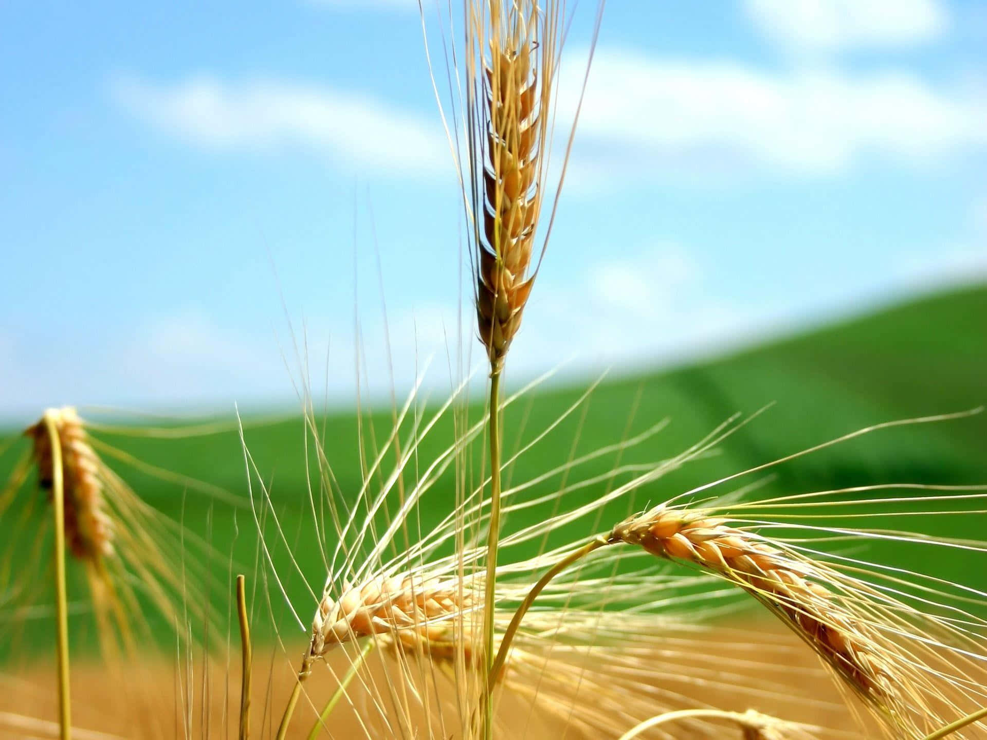 golden wheat, bright blue sky, soft white clouds, Full HD Desktop Wallpaper