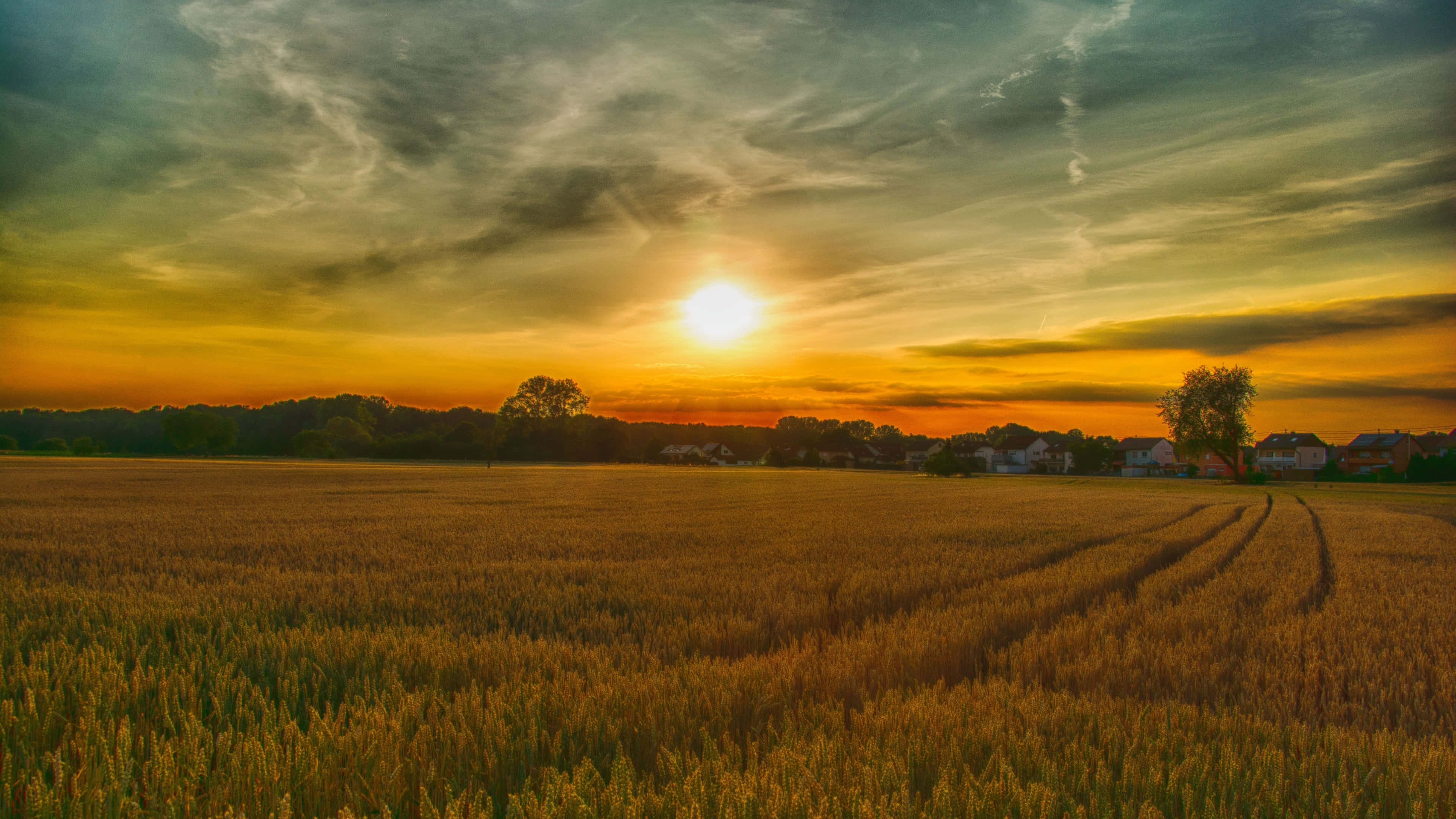 wheat field, vibrant sunset, distant village, 4K Desktop Wallpaper