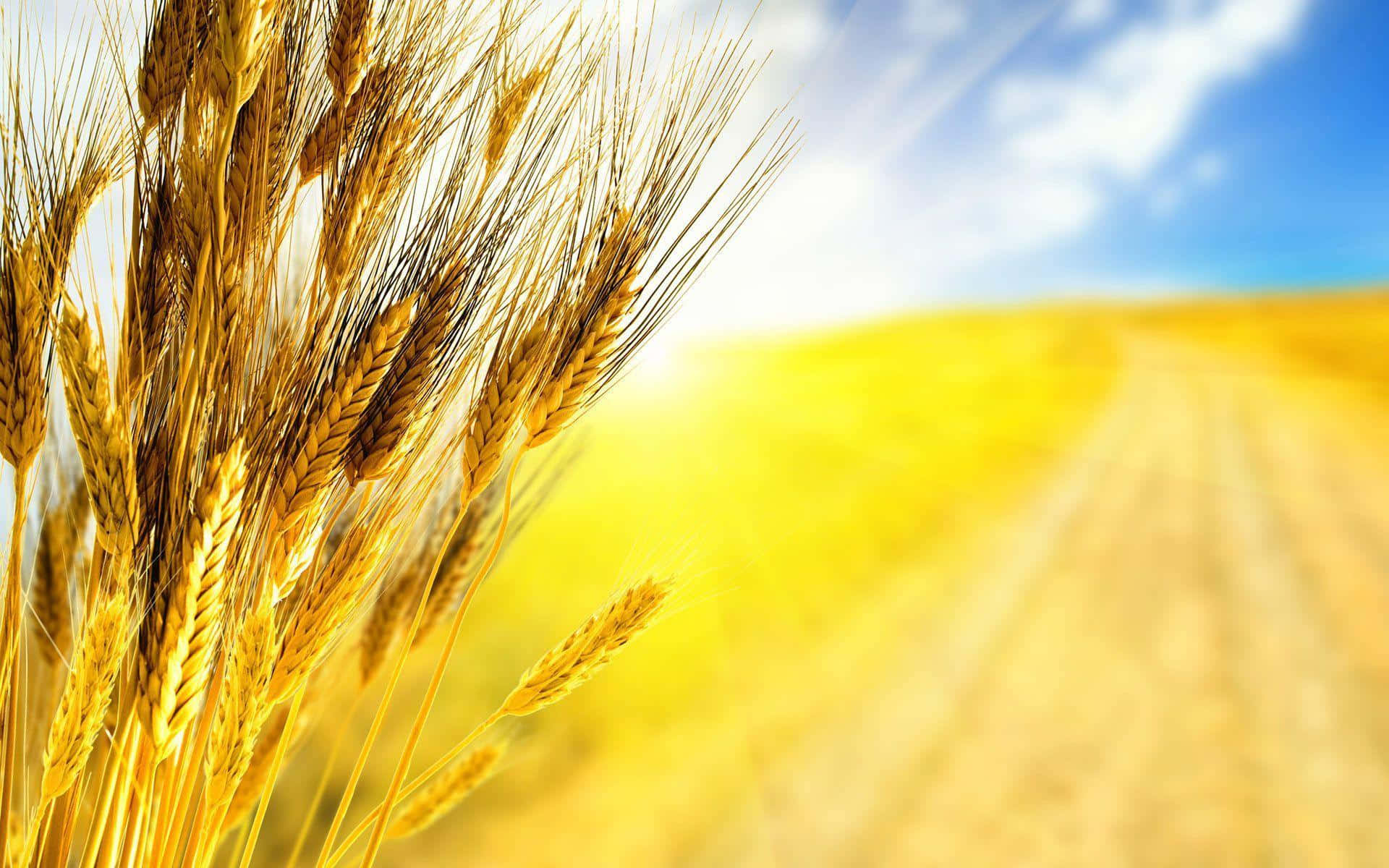 golden wheat field, sunny sky, sunlit dirt path, Full HD Desktop Wallpaper