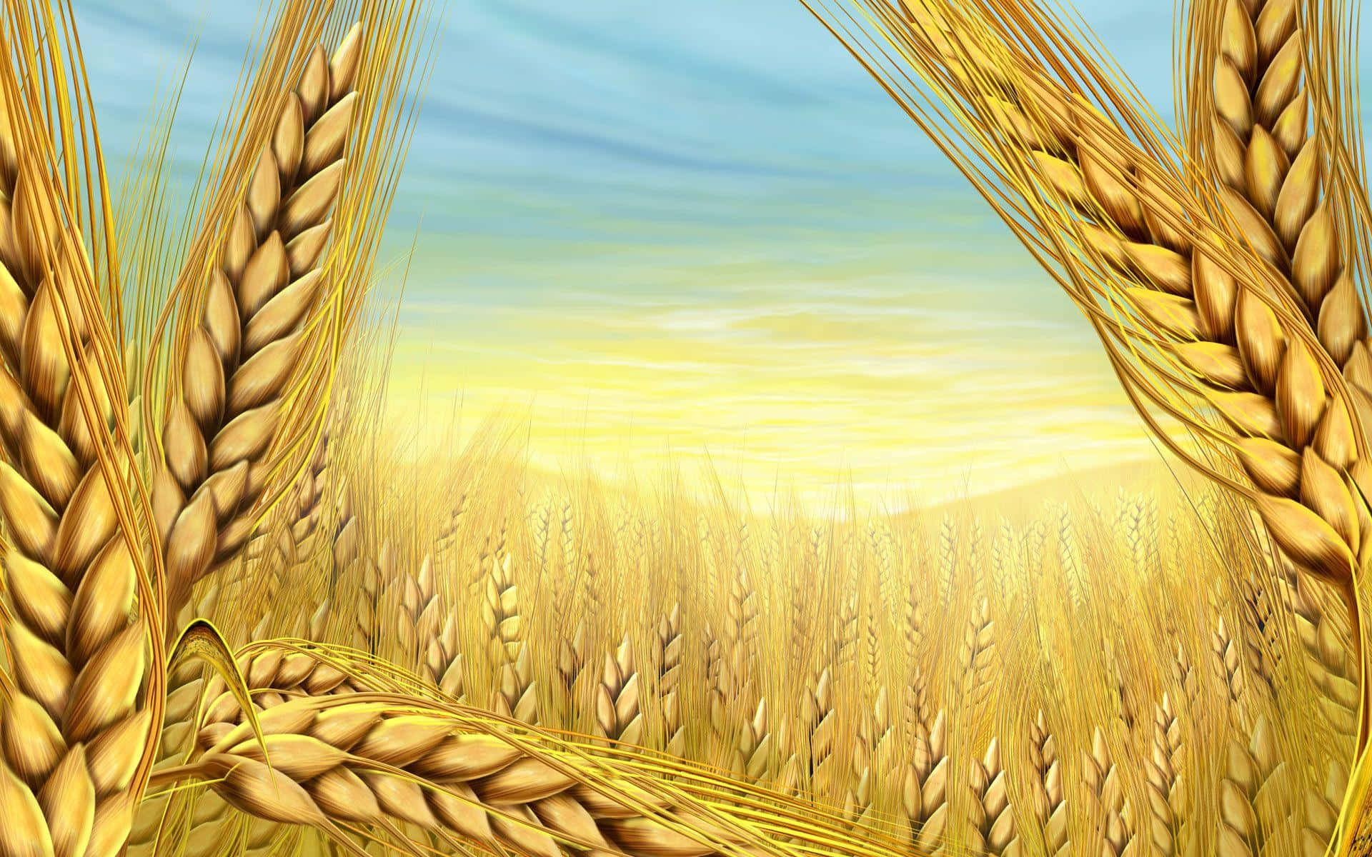 golden wheat field, sunset, soft blue sky, Full HD Desktop Wallpaper