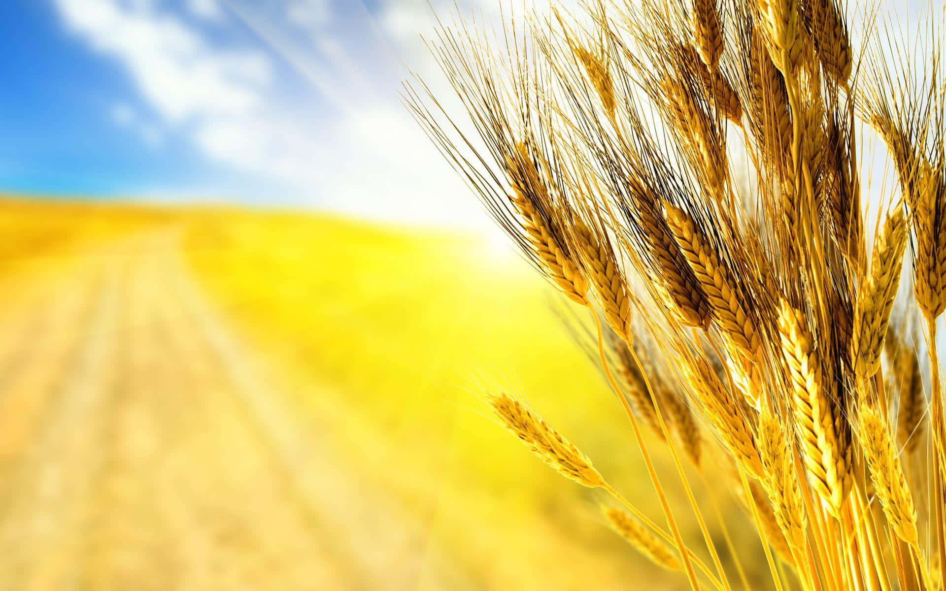 golden wheat field, sunny sky, sunlit field, Full HD Desktop Wallpaper