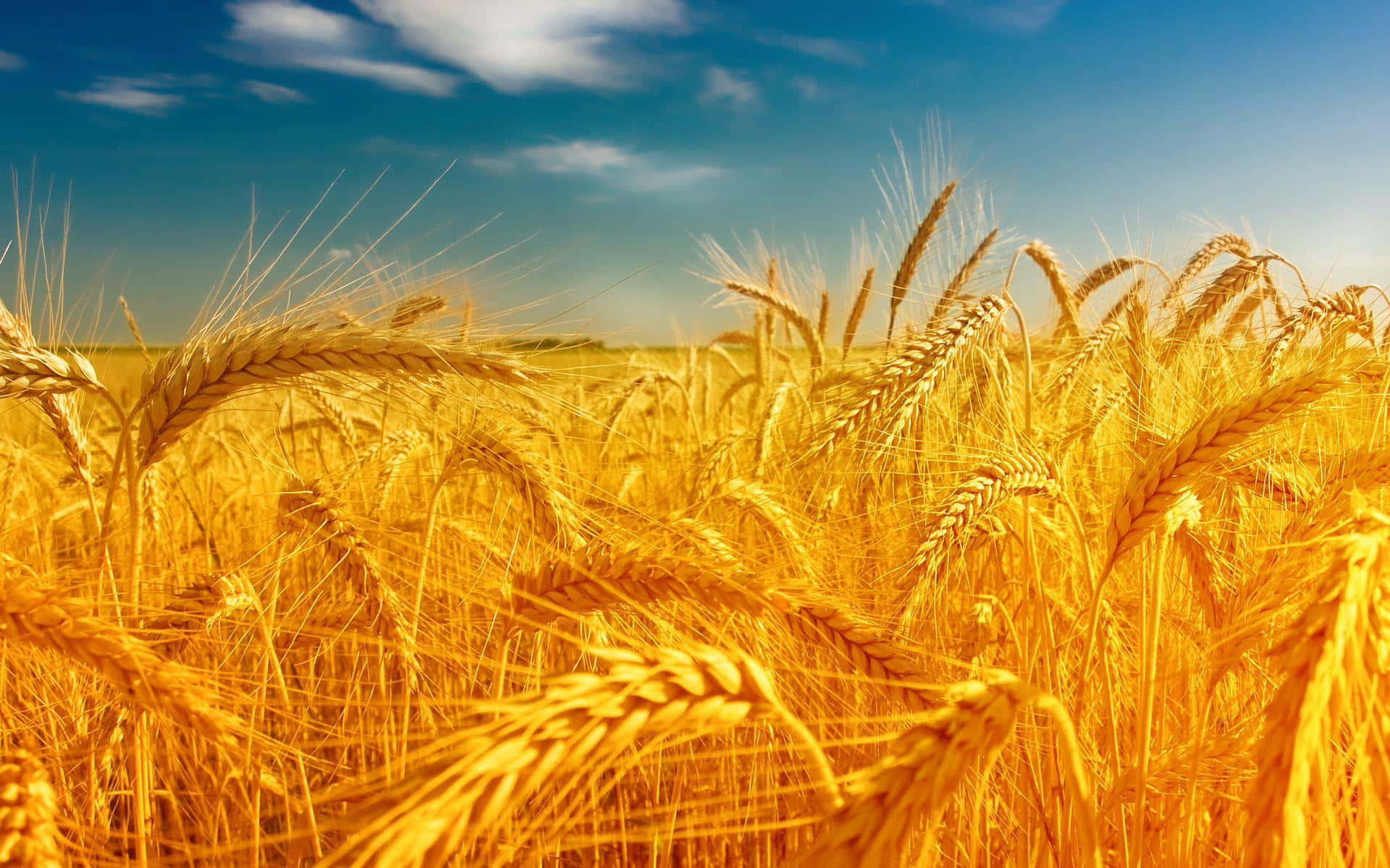 golden wheat field, sunny sky, bright blue sky, Full HD Desktop Wallpaper
