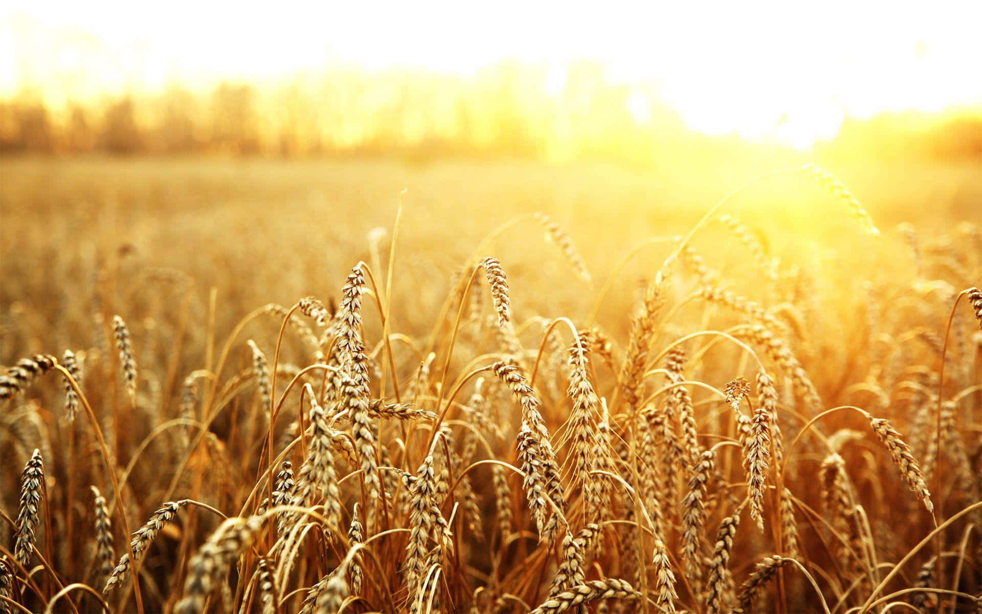 golden wheat field, sunset, sun-drenched field, Full HD Desktop Wallpaper