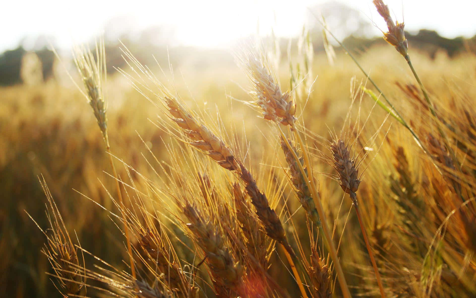 golden wheat field, sunset, warm sunlight, Full HD Desktop Wallpaper