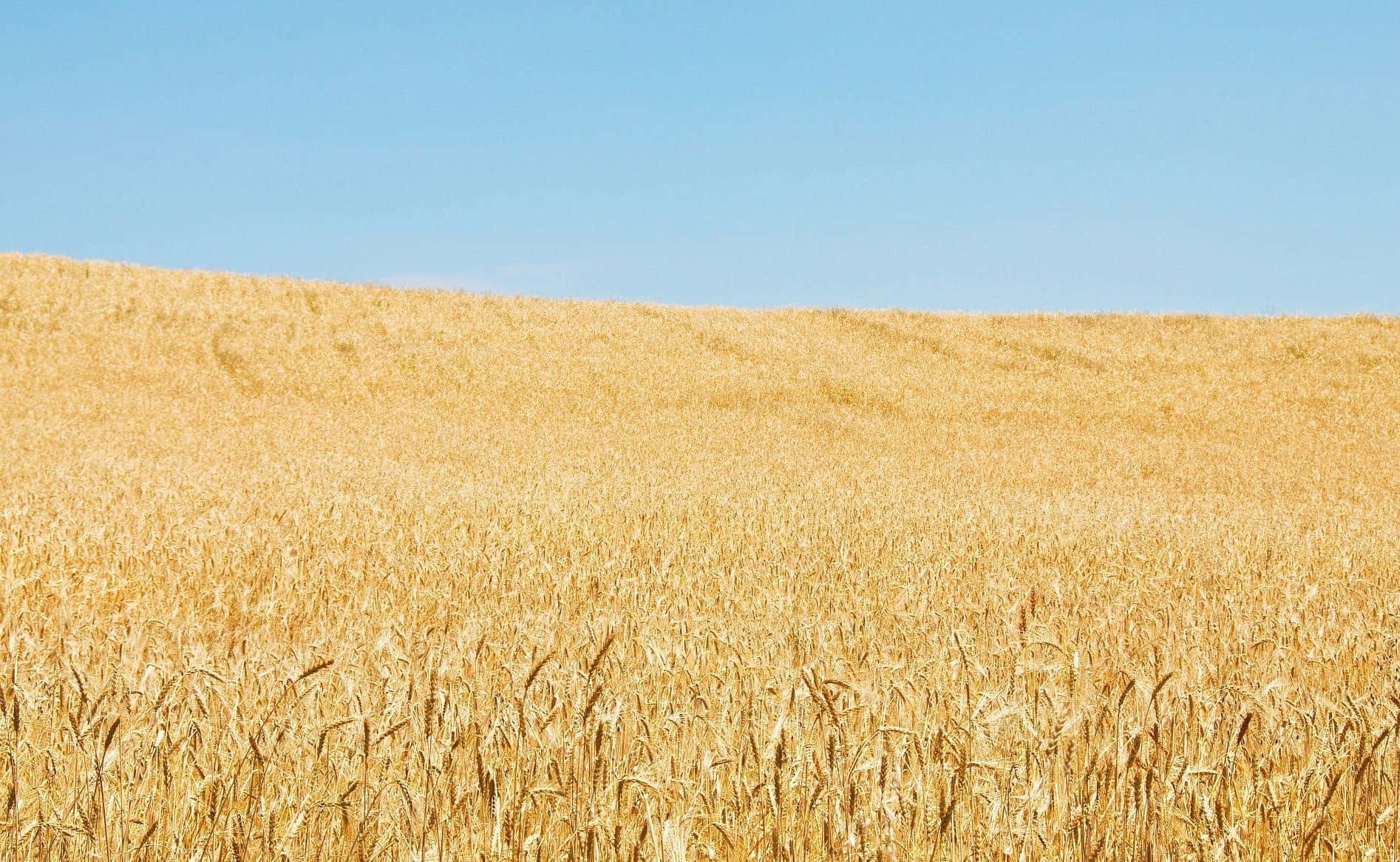 golden wheat field, blue sky, rolling hills, HD Desktop Wallpaper