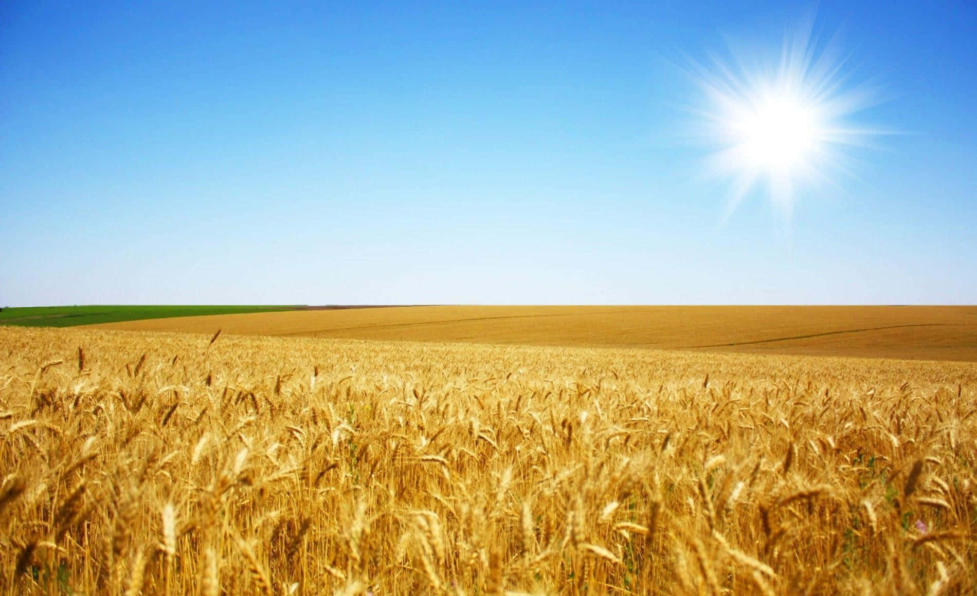 golden wheat field, sunny sky, bright sun, HD Desktop Wallpaper