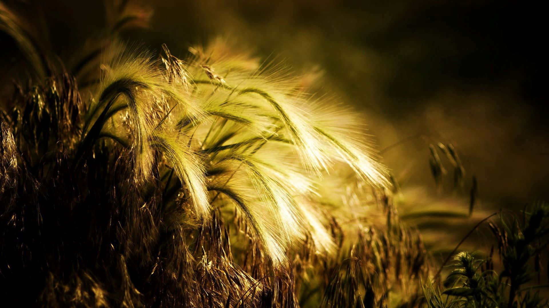 golden wheat field, sunset glow, soft backlighting, Full HD Desktop Wallpaper