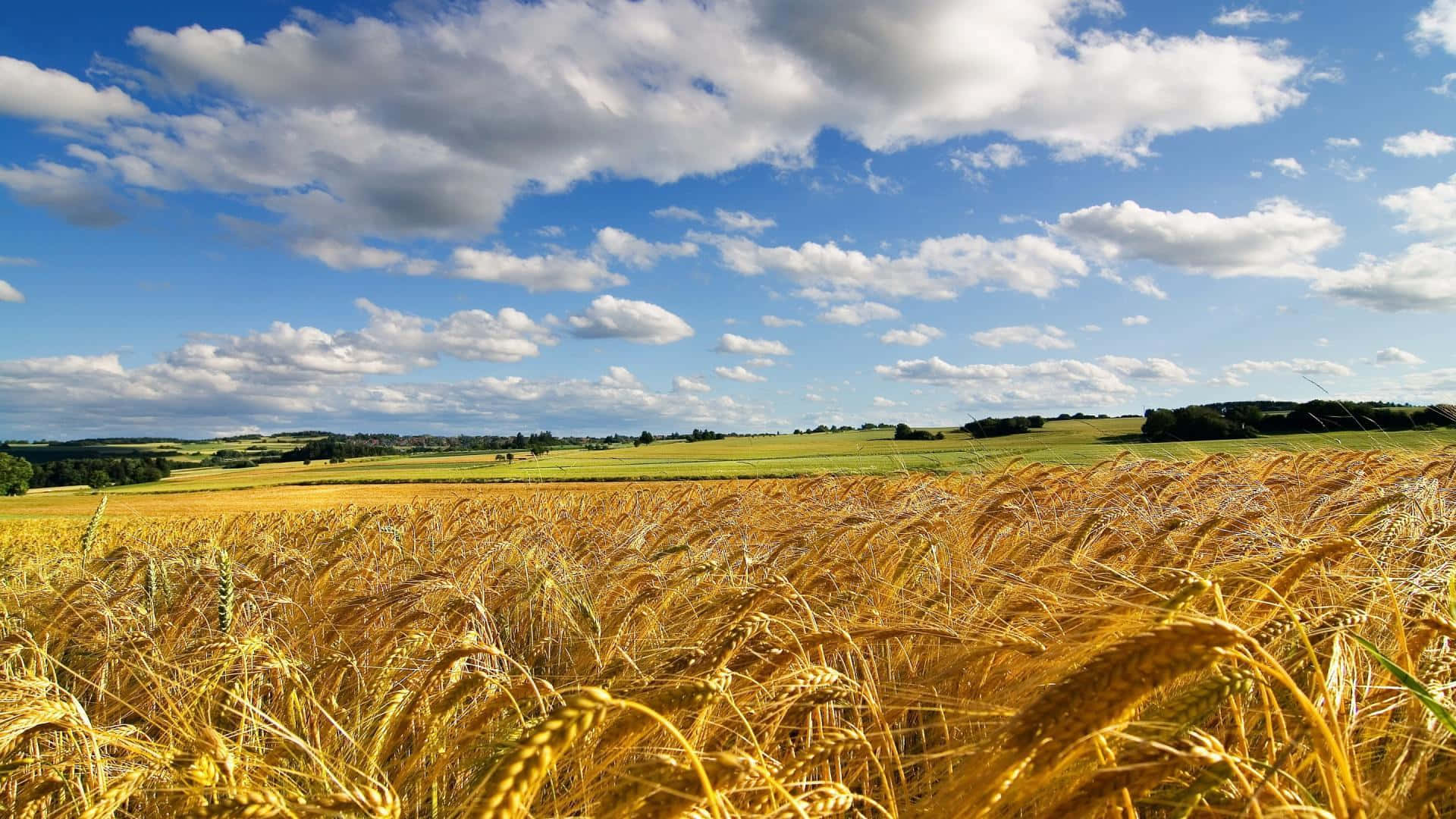 golden wheat field, blue sky, fluffy white clouds, Full HD Desktop Wallpaper