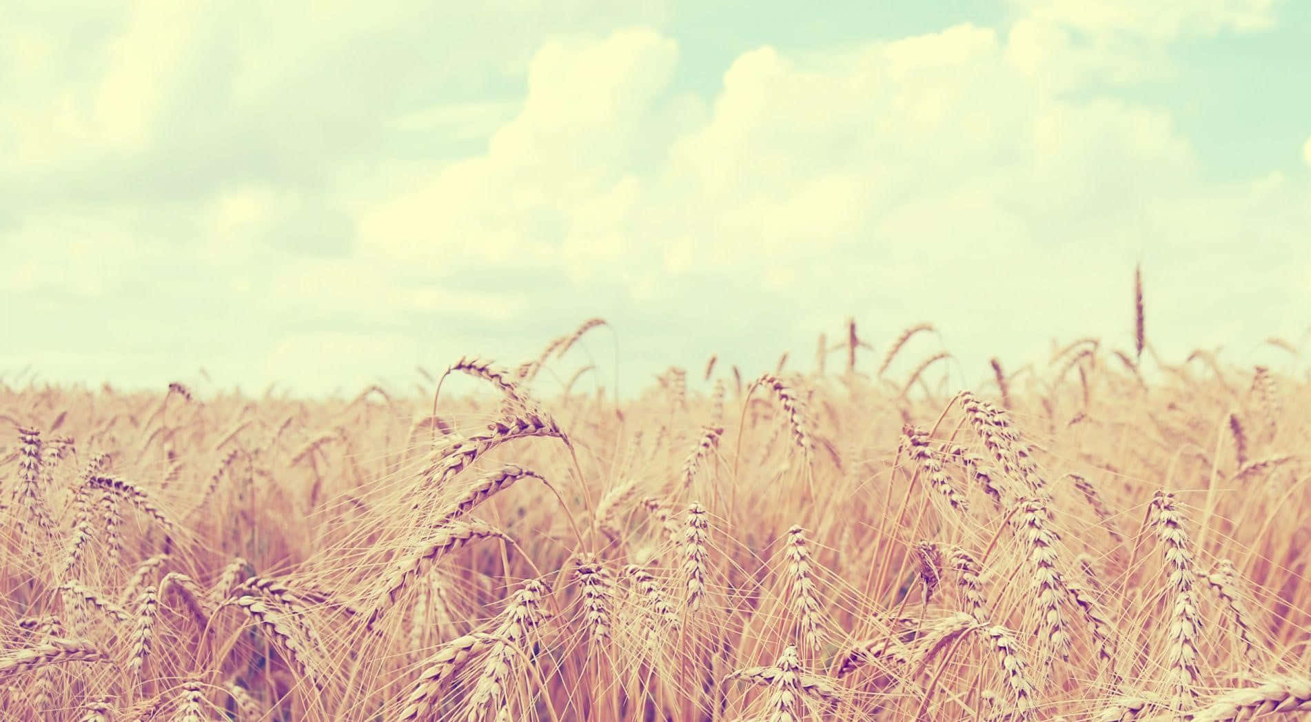 golden wheat field, pastel sky, fluffy clouds, HD Desktop Wallpaper