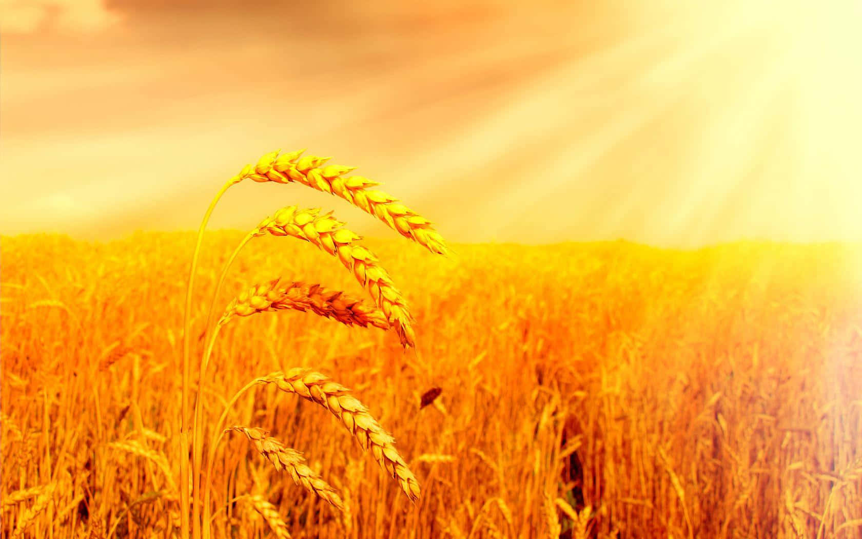 golden wheat field, sunrise, warm rays, HD Desktop Wallpaper