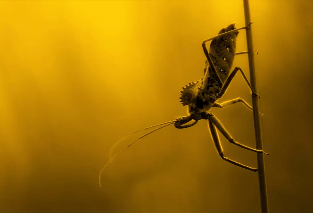 Wheel Bug