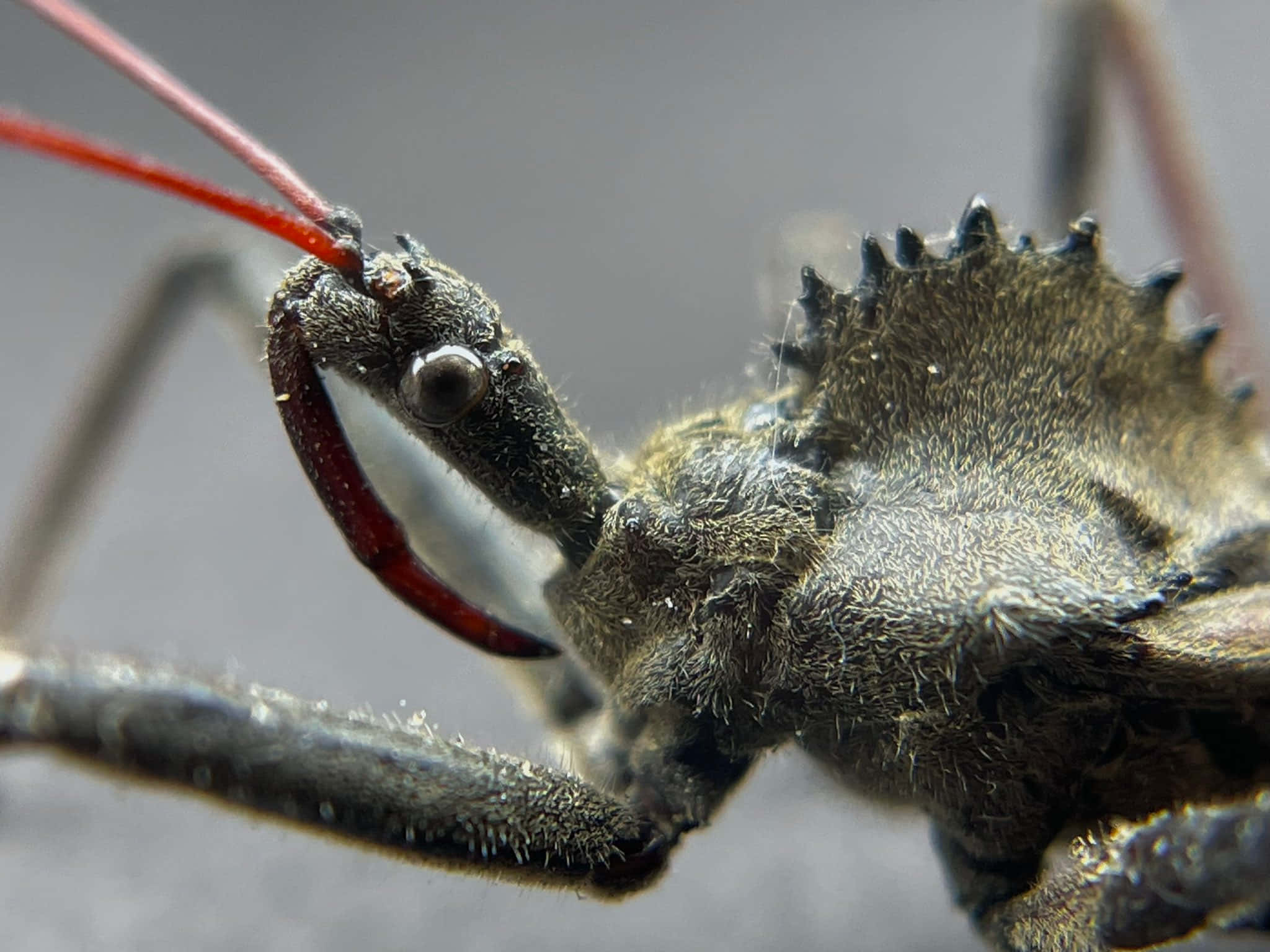 Wheel Bug, assassin bug, spiky carapace, Full HD Desktop Wallpaper