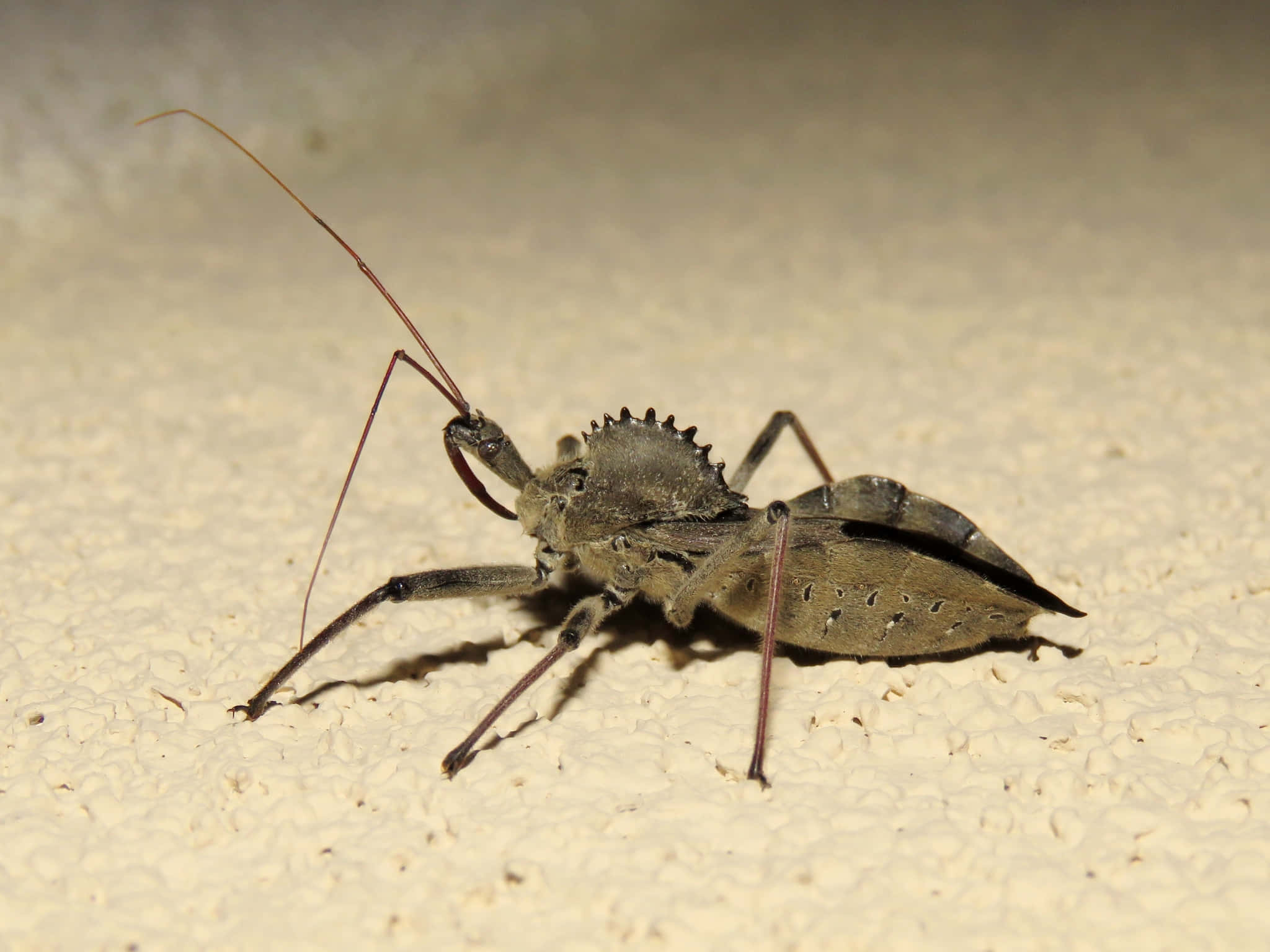 Wheel Bug, dark gray, spiky head, Full HD Desktop Wallpaper