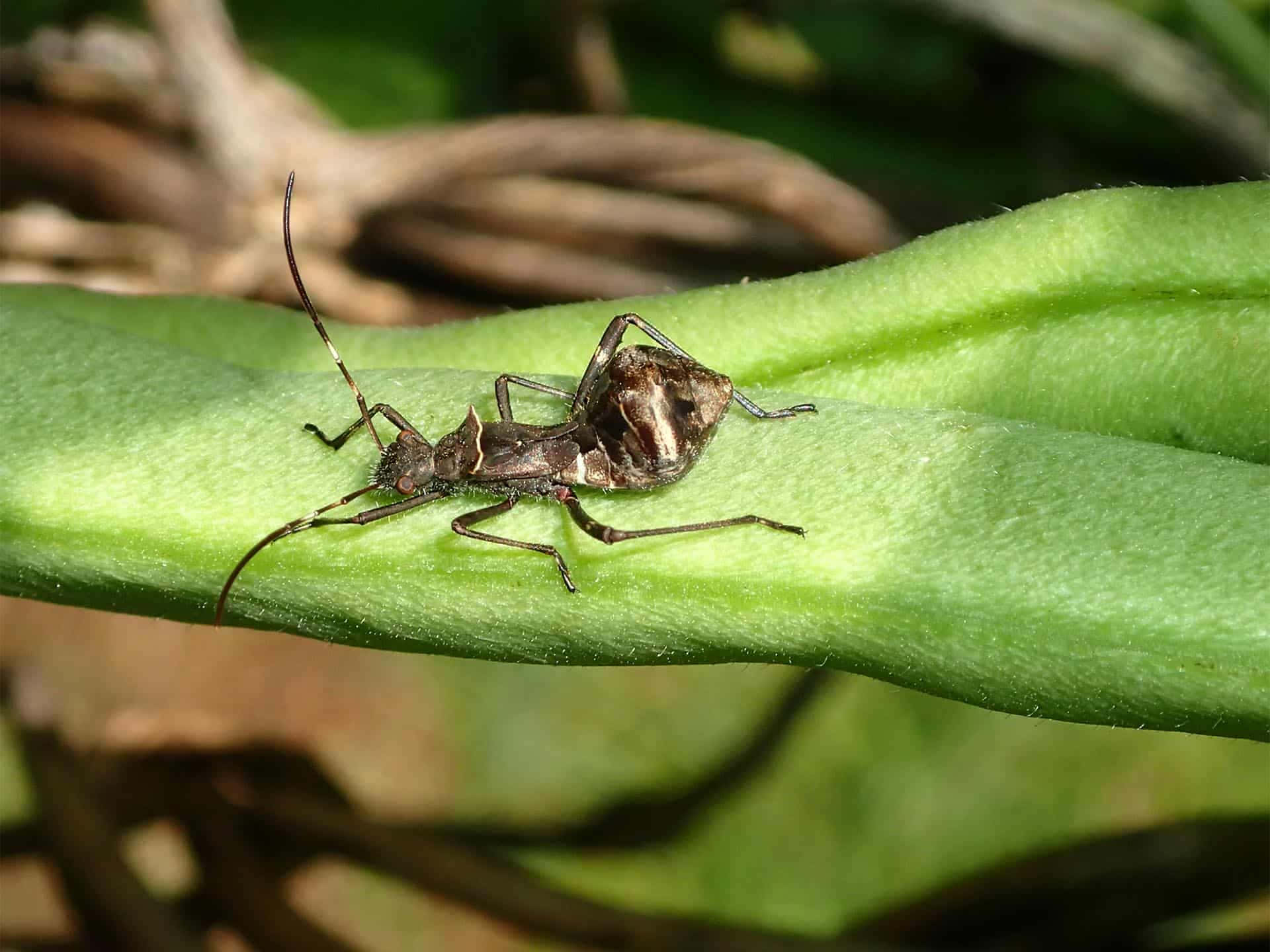 Wheel Bug, green stem, dark brown, Full HD Desktop Wallpaper