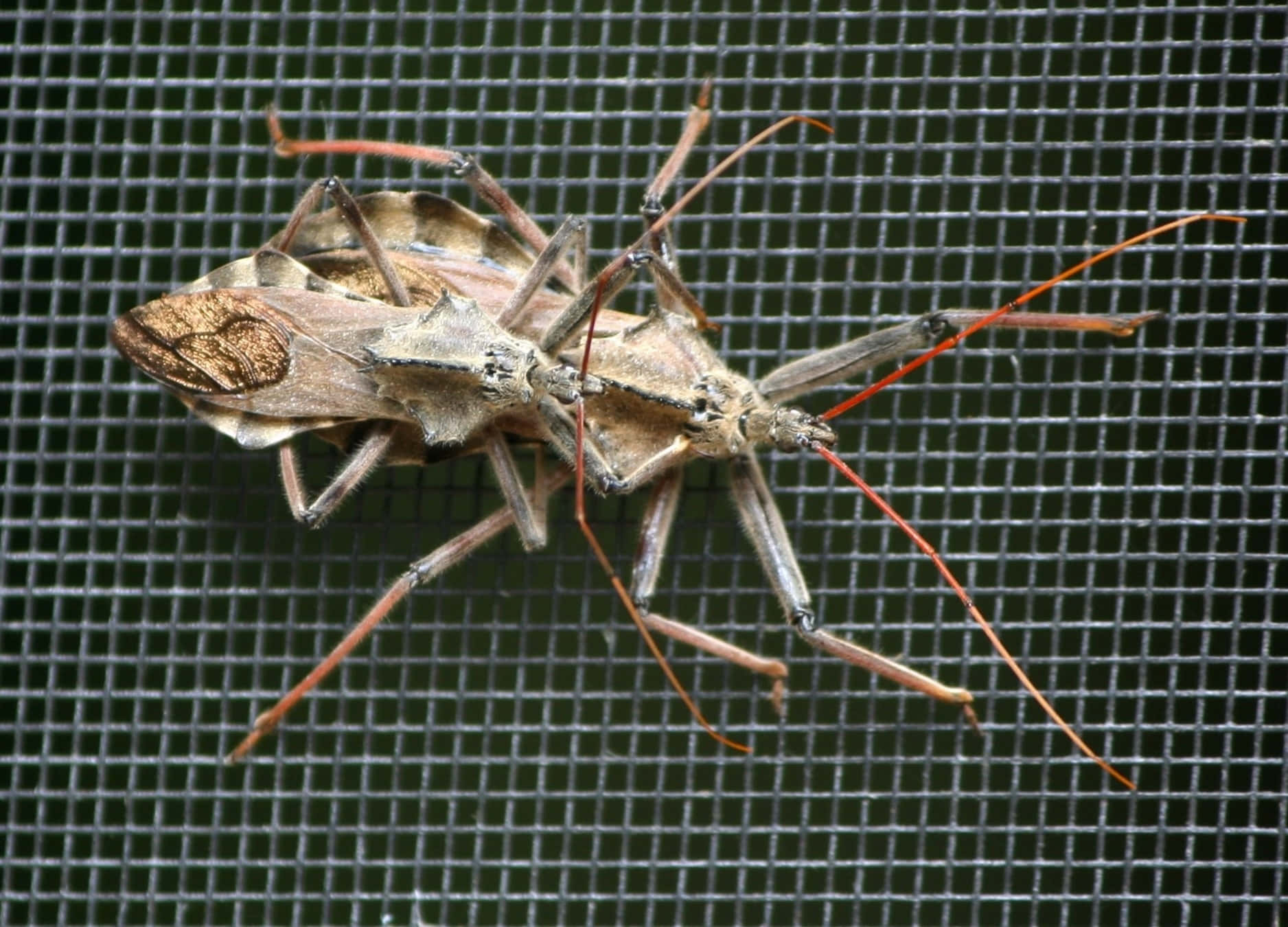 Wheel Bug, screen mesh, dark gray, HD Desktop Wallpaper