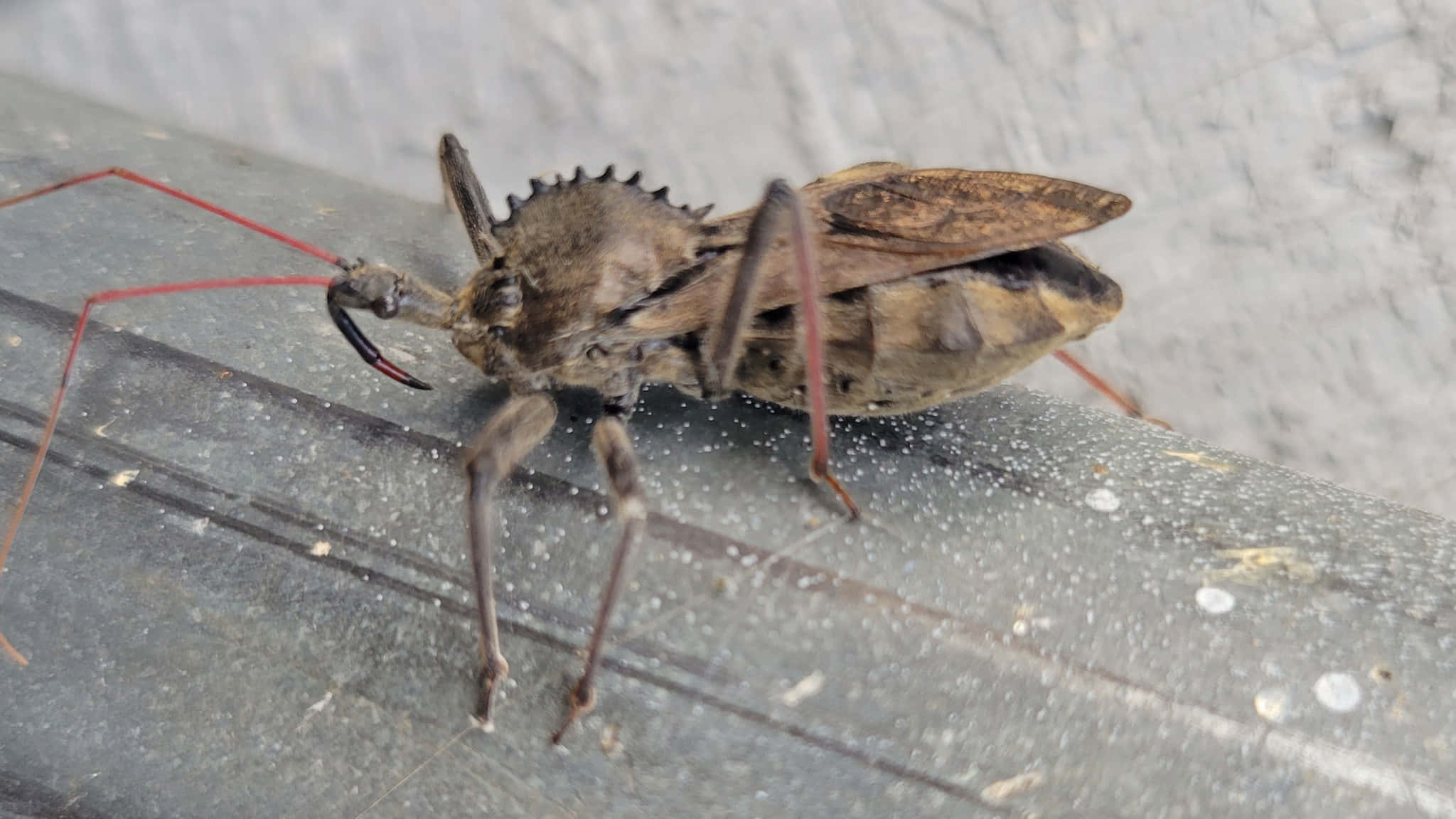 Wheel Bug, brown, spiky head, Full HD Desktop Wallpaper