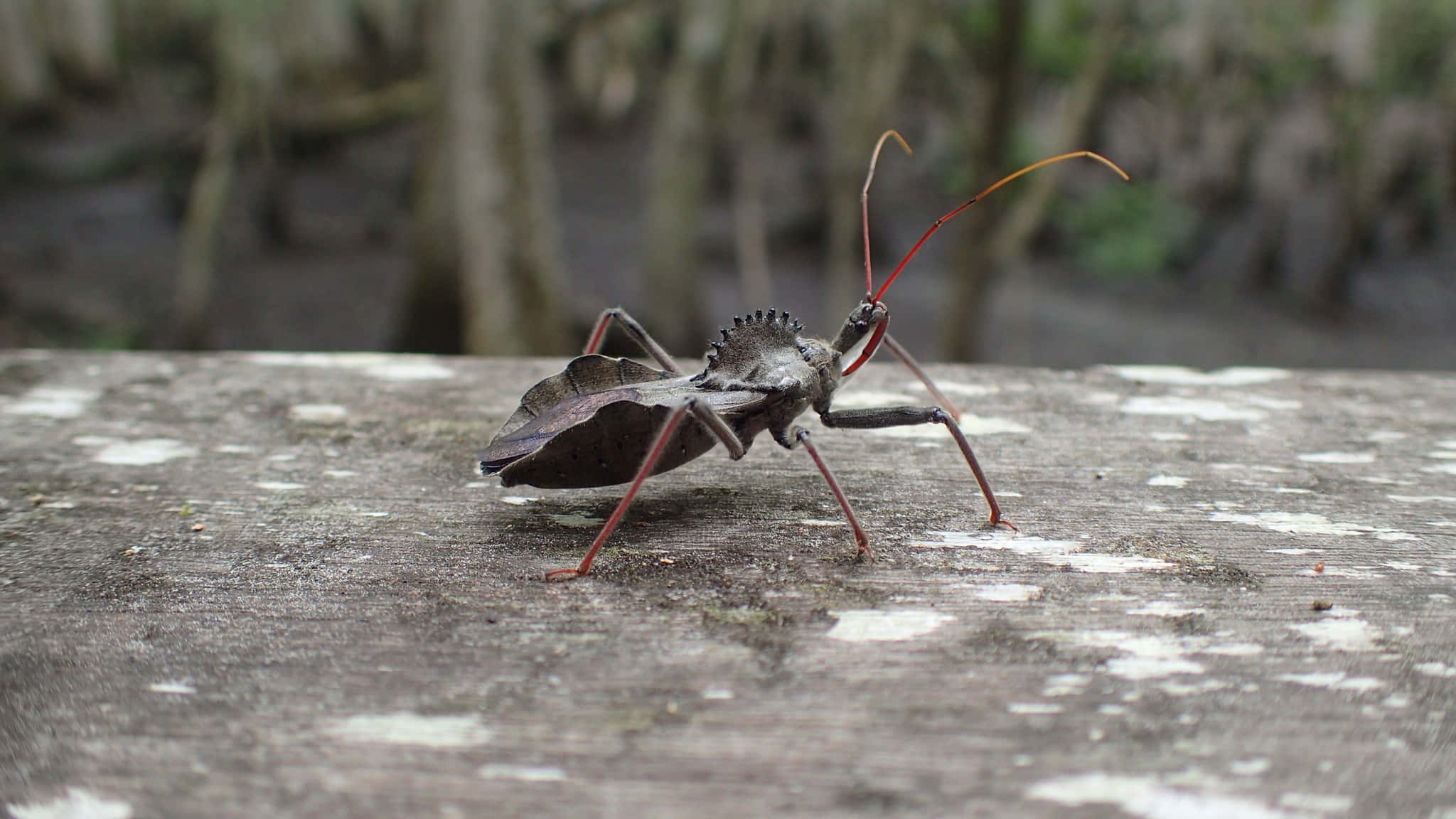 Wheel Bug, wooden surface, spiky back, Full HD Desktop Wallpaper