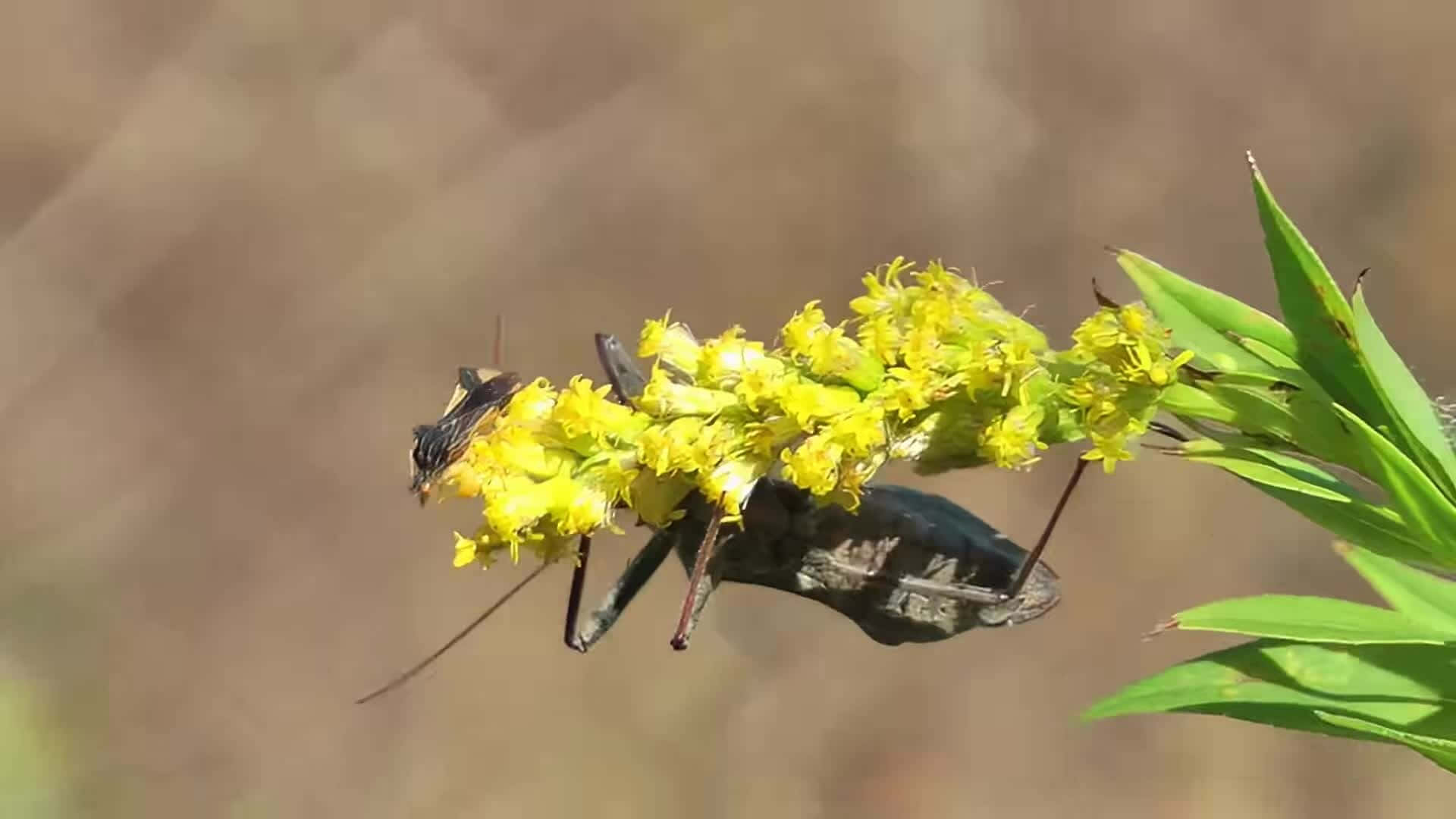 Wheel Bug, yellow goldenrod flower, black praying mantis, Full HD Desktop Wallpaper