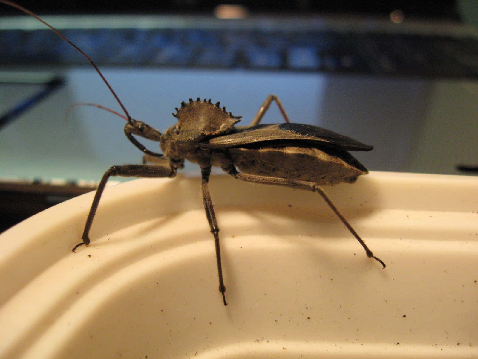 Wheel Bug, dark brown, spiky head, HD Desktop Wallpaper