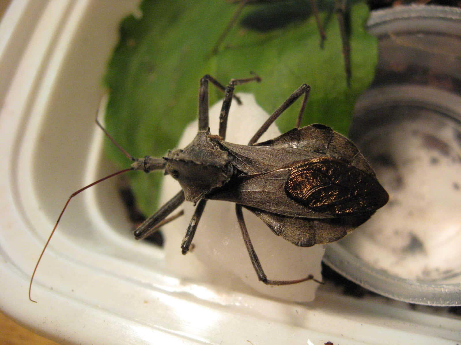 Wheel Bug, white plastic container, green foliage, HD Desktop Wallpaper