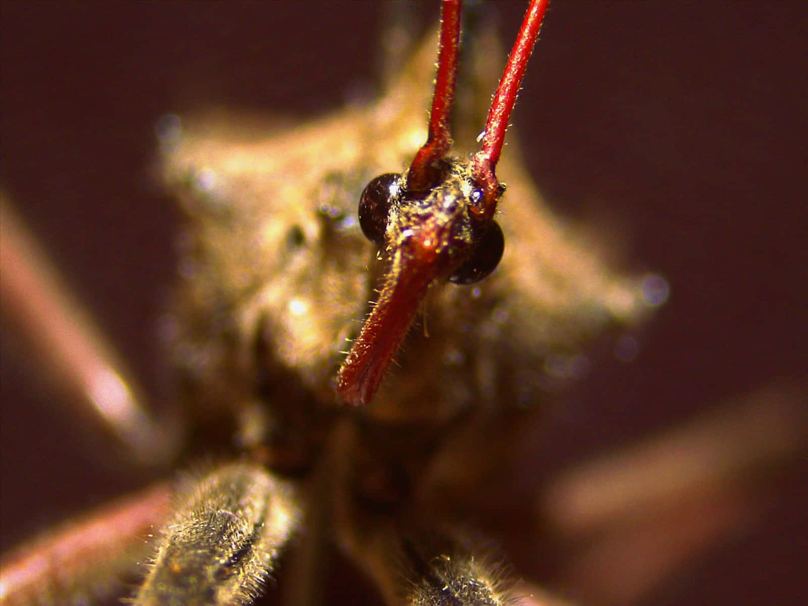 Wheel Bug, red antennae, large dark eyes, HD Desktop Wallpaper