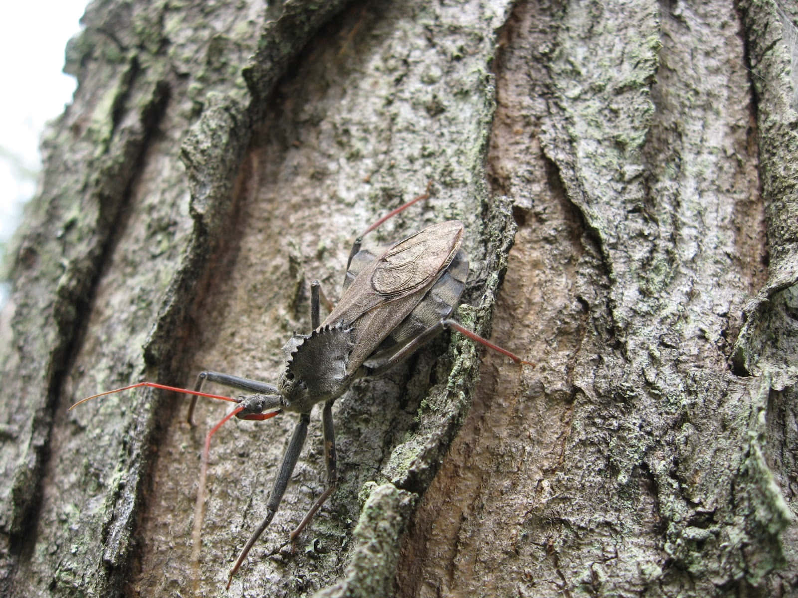 Wheel Bug, tree bark, brown, HD Desktop Wallpaper