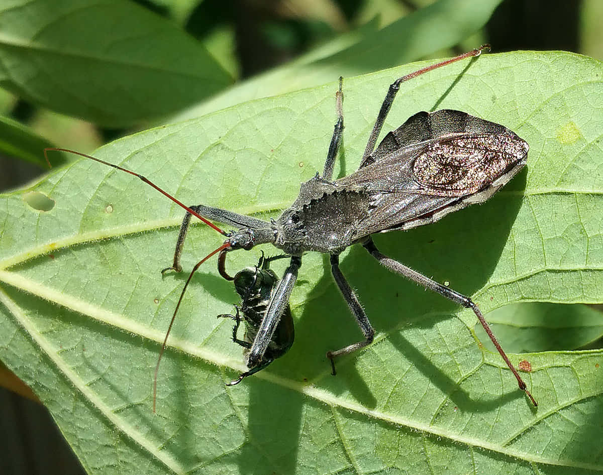 Wheel Bug, dark gray, long red antennae, SD Desktop Wallpaper