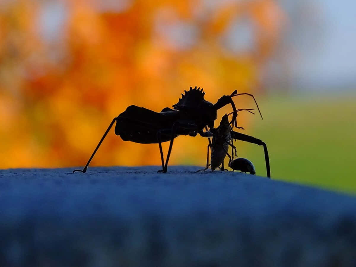 Wheel Bug, silhouette, predatory insect, SD Desktop Wallpaper