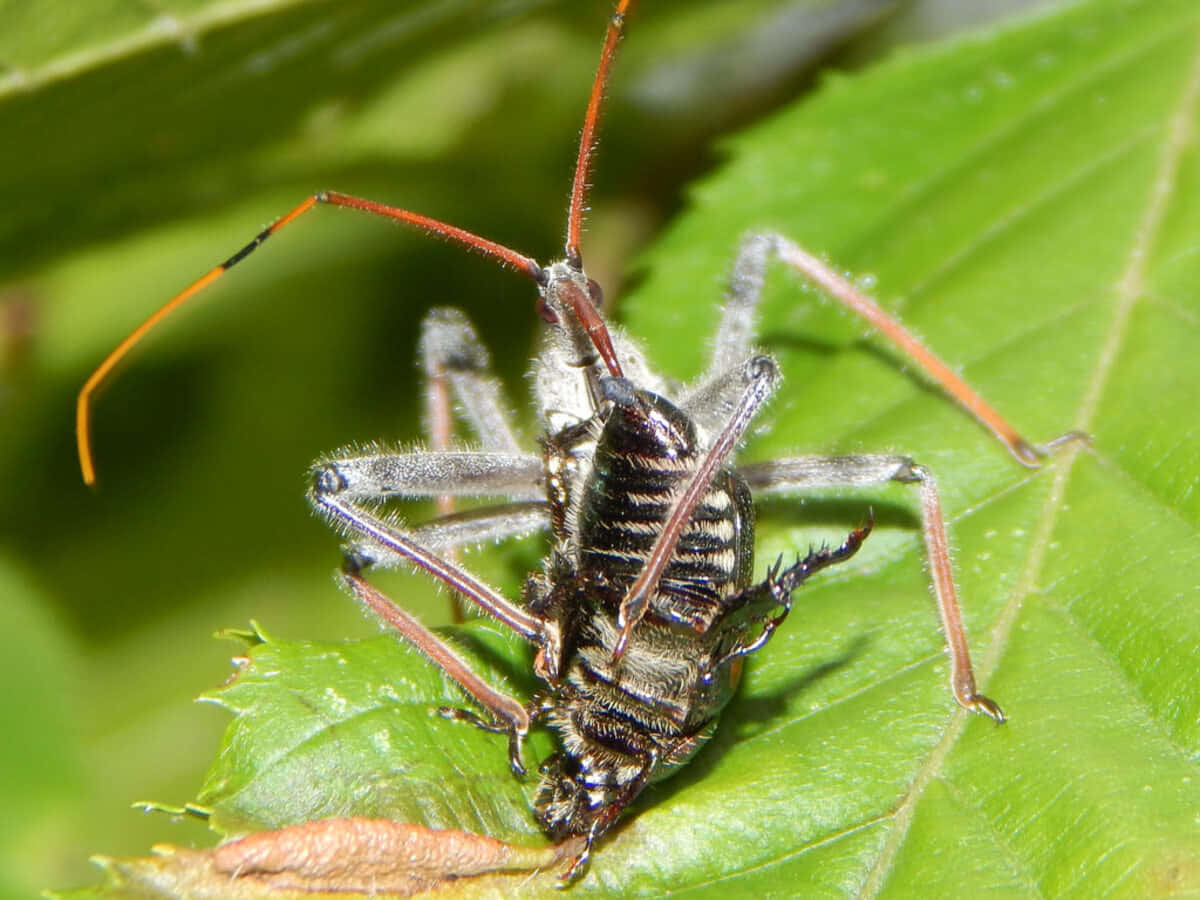 Wheel Bug, green leaf, orange antennae, SD Desktop Wallpaper