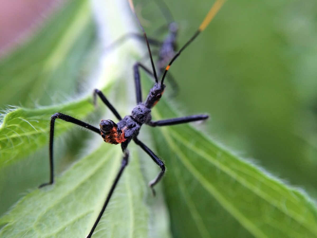Wheel Bug, black and orange, fuzzy green leaf, SD Desktop Wallpaper