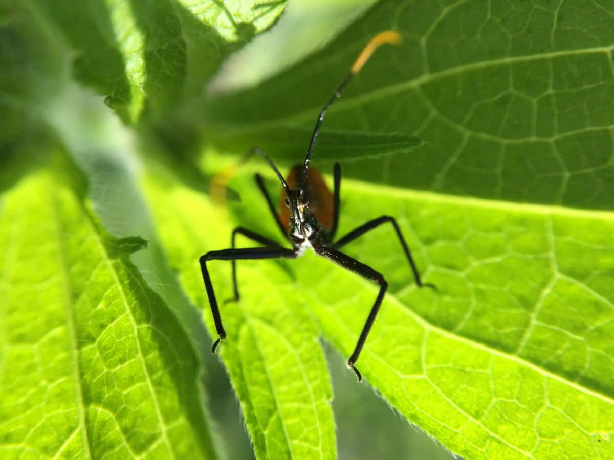 Wheel Bug, green leaf, black and orange, SD Desktop Wallpaper